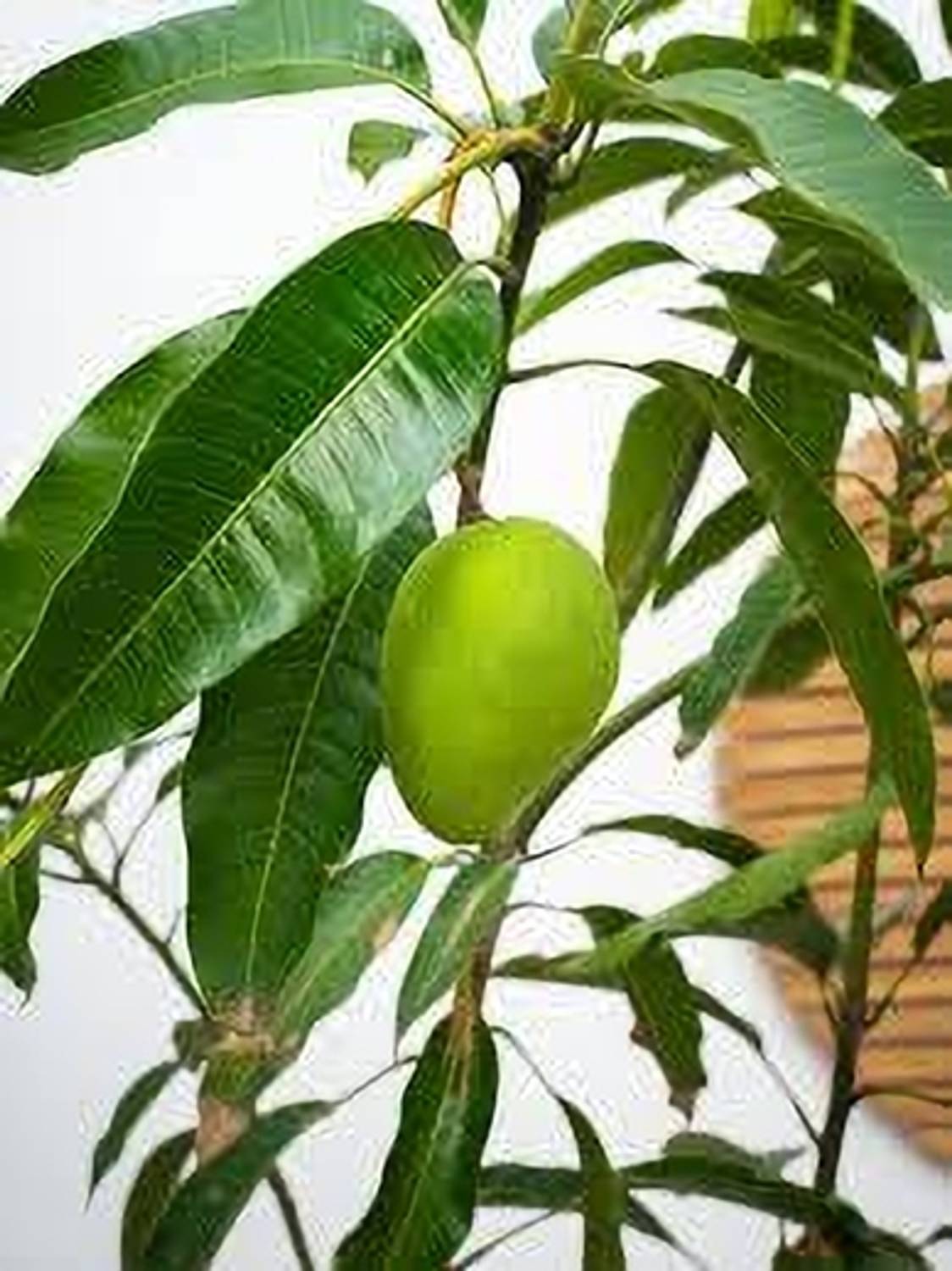 AICHPLANTSEED Mango Plant sapling