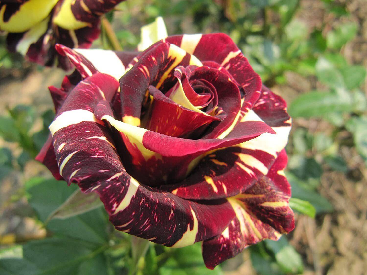 ALG Rose Plant sapling