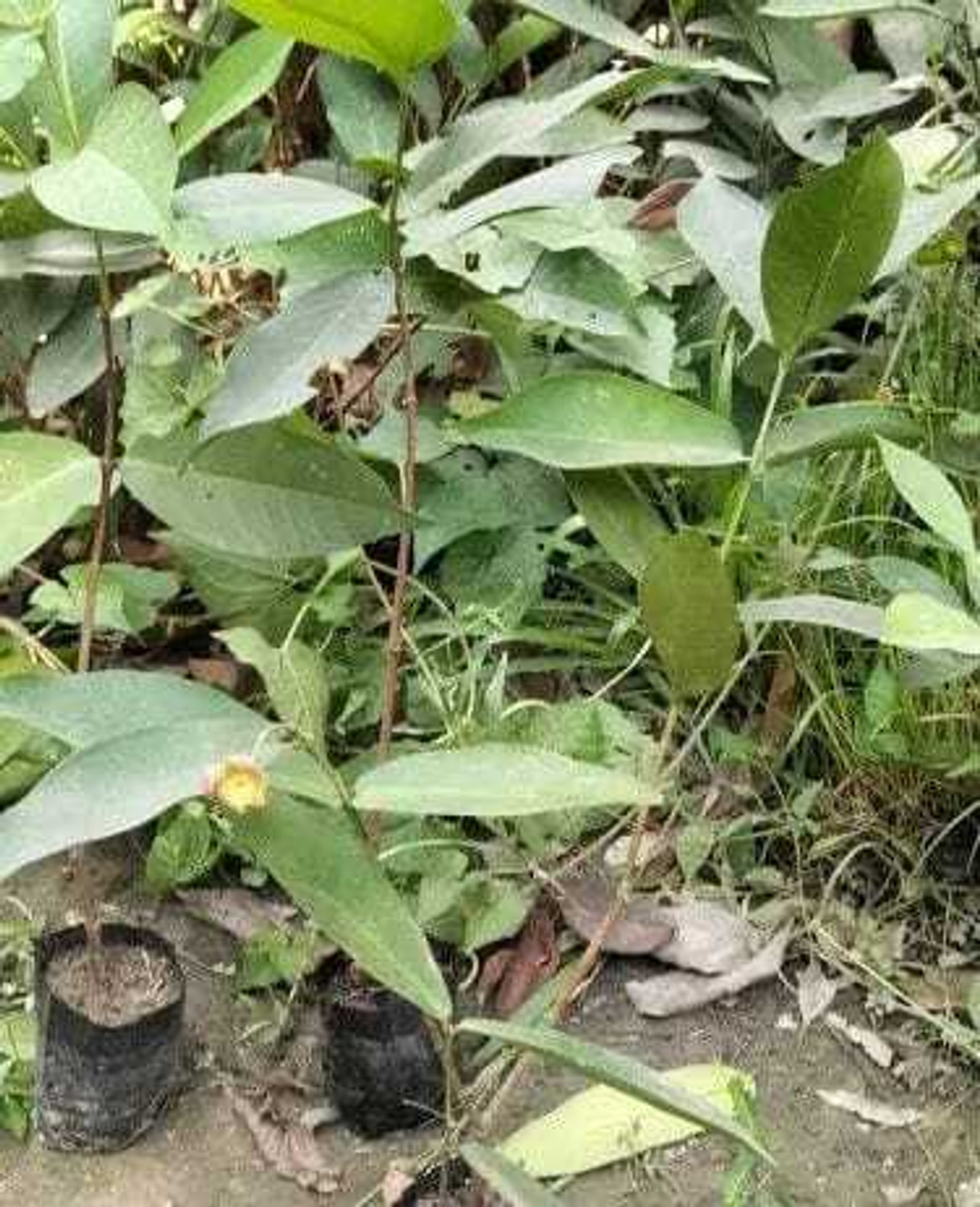 Image of EDEN OF EARTH Water Apple Red Plant