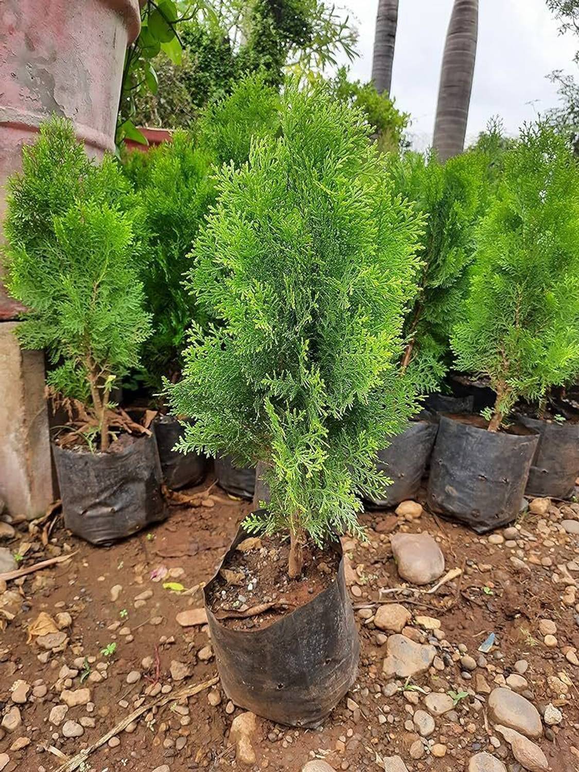 ABEFARIYA Platycladus/Morpankhi Plant  sapling