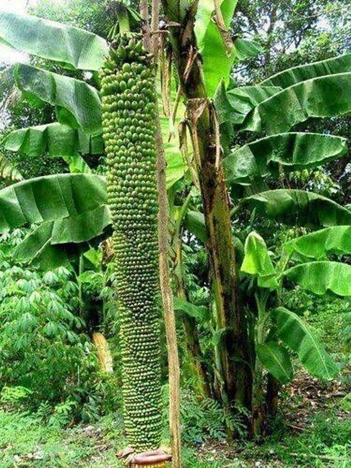 Image of Pbevergreen Banana Plant sapling