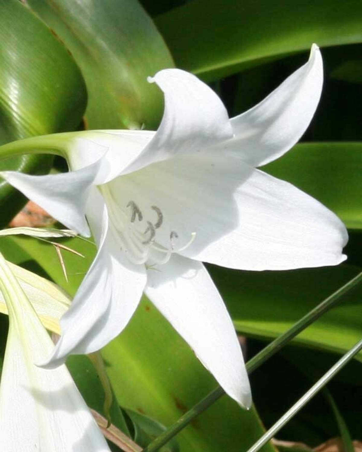BISWAS Lily Plant Price in India - Buy BISWAS Lily Plant online at