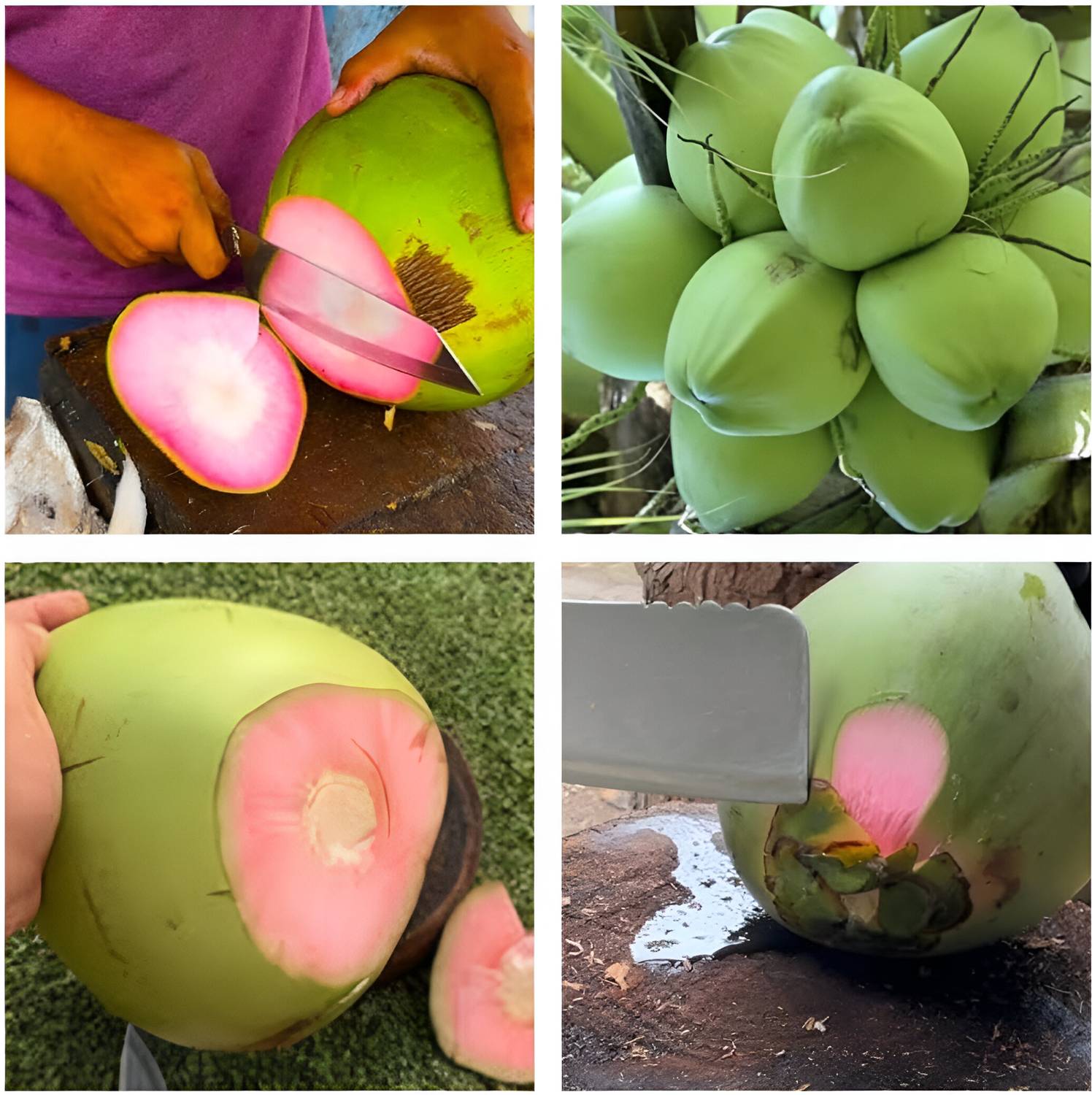 ABEFARIYA Coconut Plant  sapling