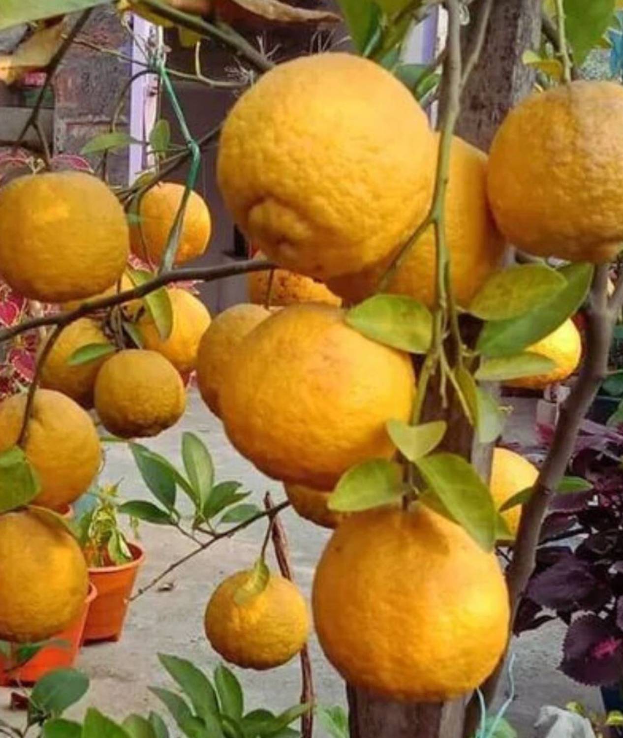 マグノリアページ greenlifegarden Grafted Magnolia Plant Price in India - Buy
