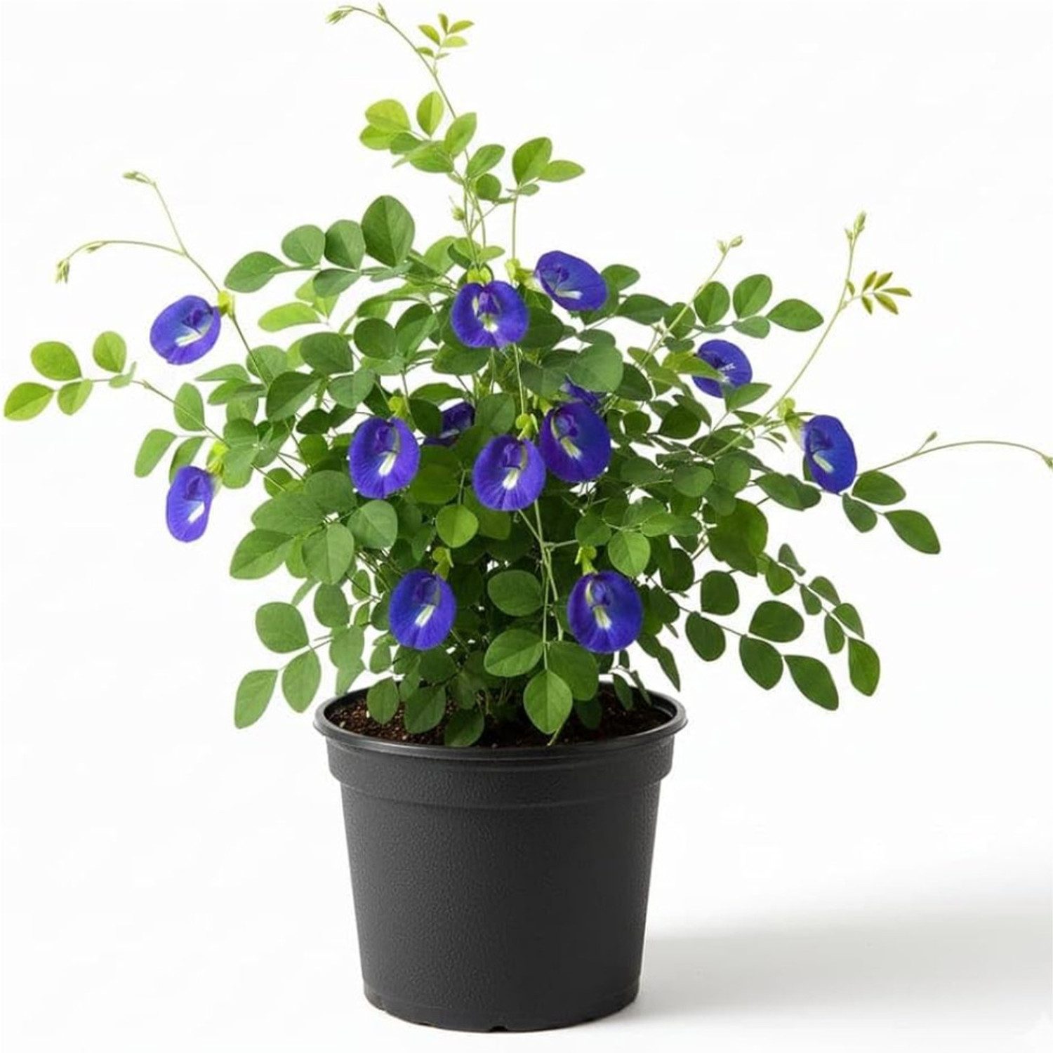 Image of GREENLEAVESSHOP Aparajita / Butterfly Pea Plant sapling