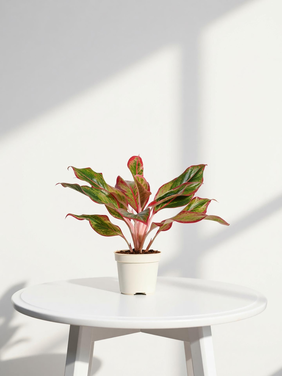Image of UGAOO Aglaonema Plant