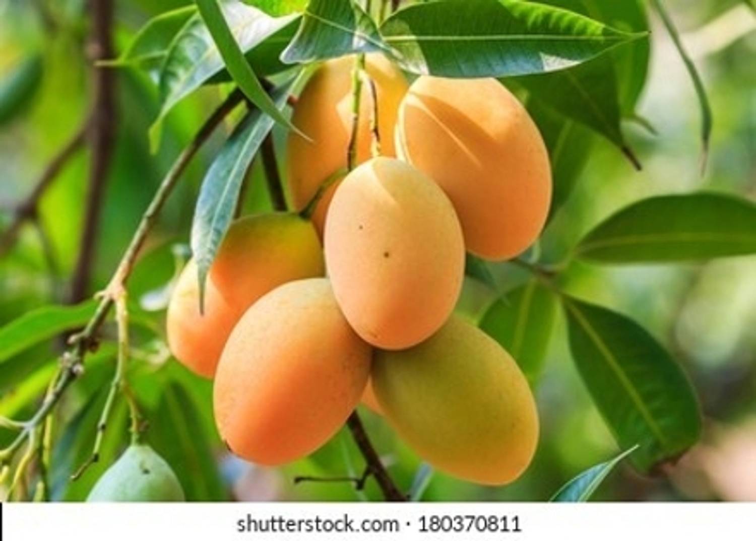 alphonso langda chousa mango Mango Plant sapling