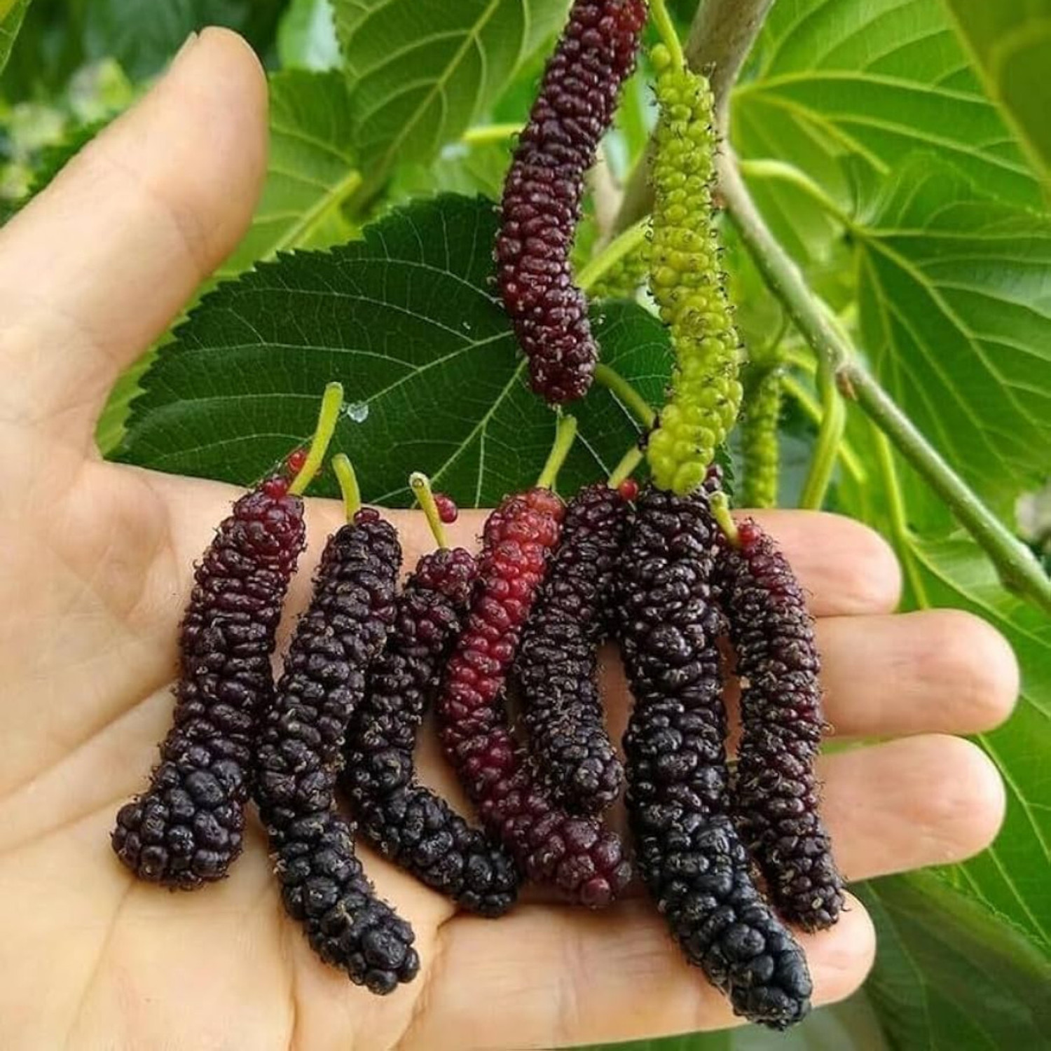 Image of GREENLEAVESSHOP Shahtoot /Mulberry Plant sapling