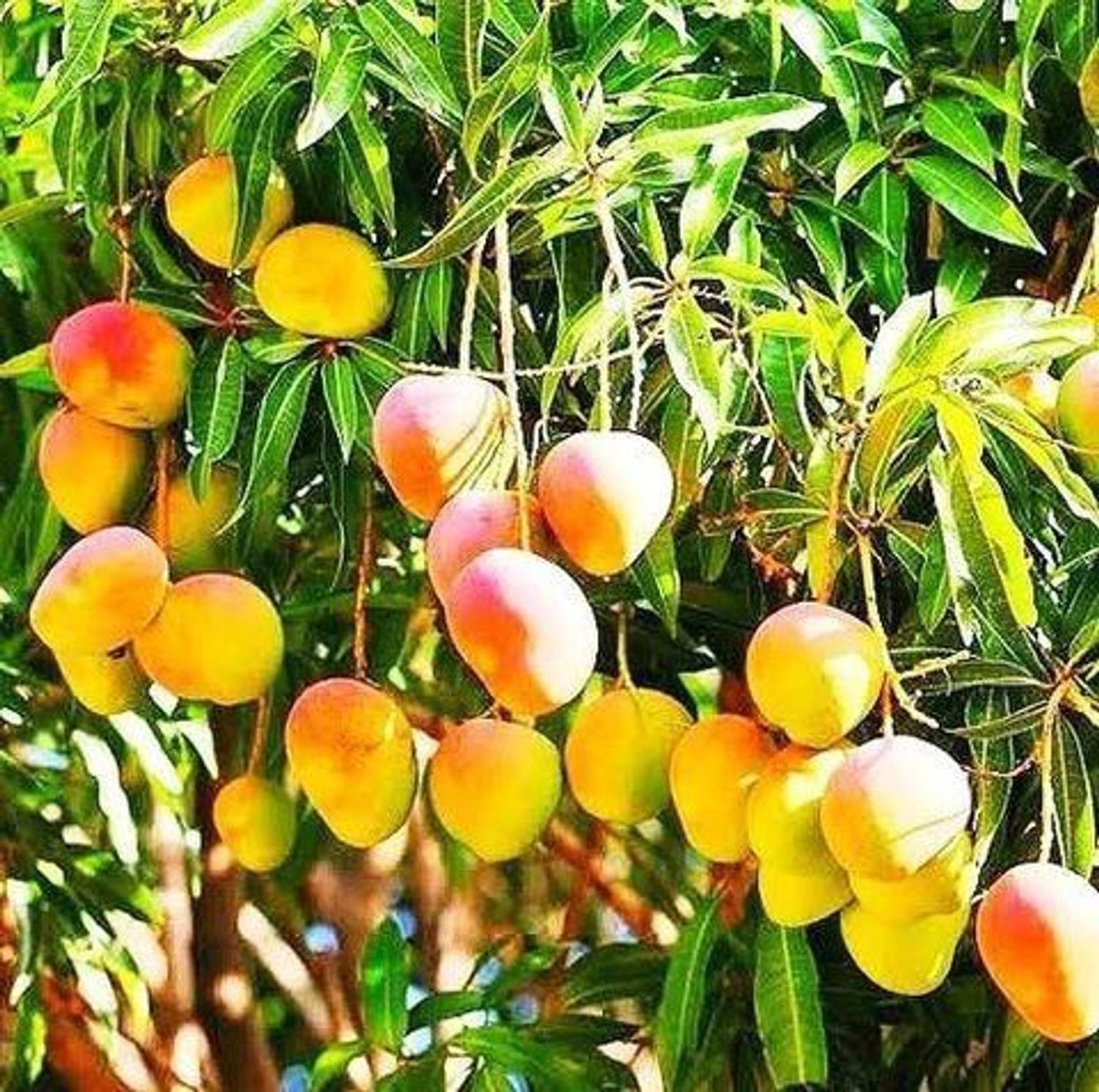 alphonso Mango Plant sapling