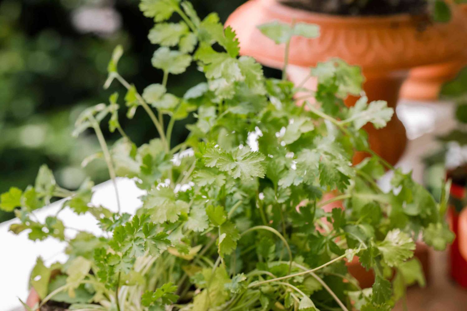 ABEFARIYA Coriander Plant  sapling
