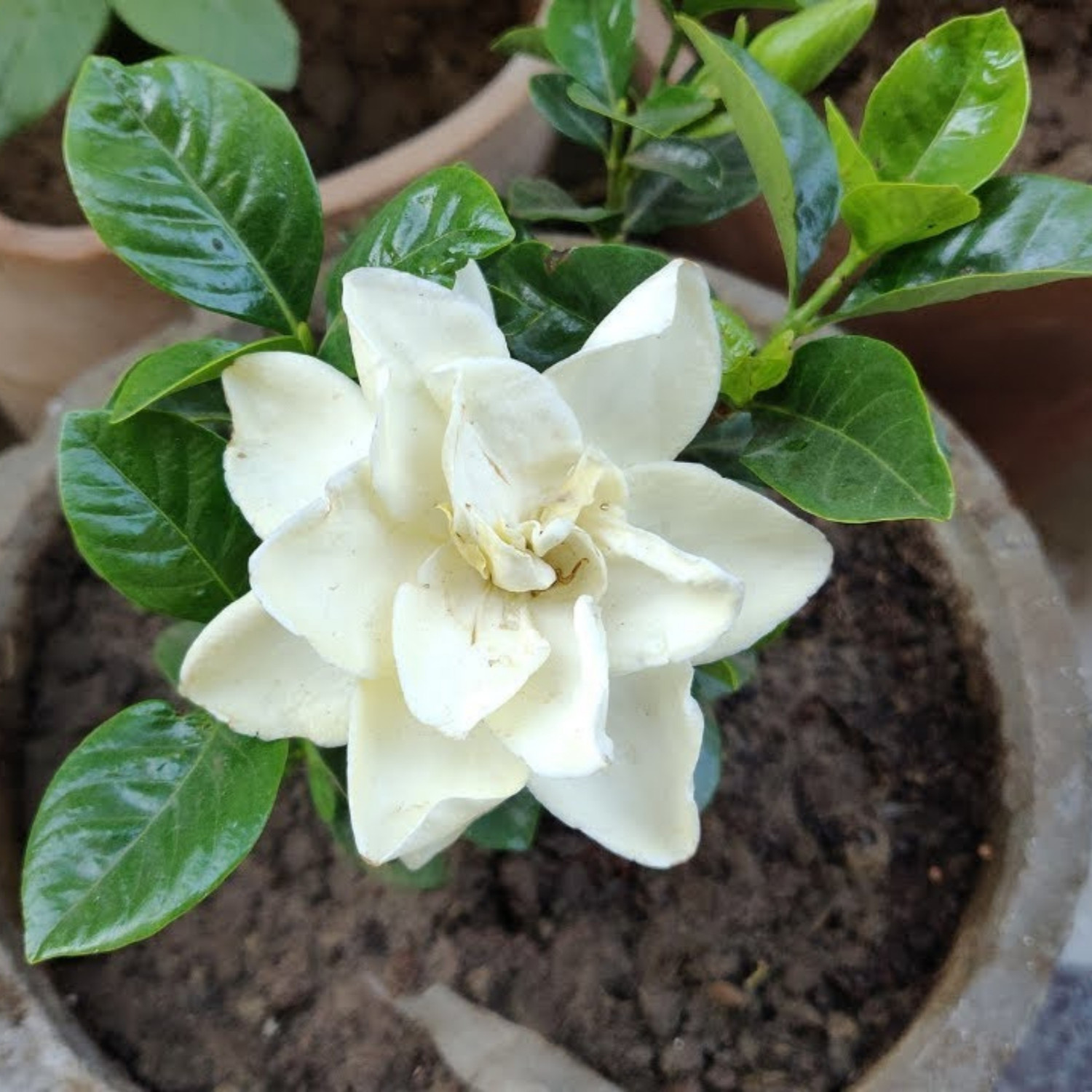 Image of GREENLEAVESSHOP Jasmine Plant sapling