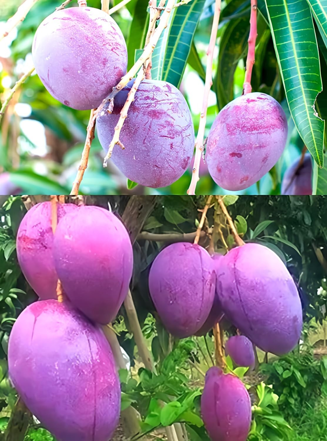 Image of Miyazaki Mango Plant sapling