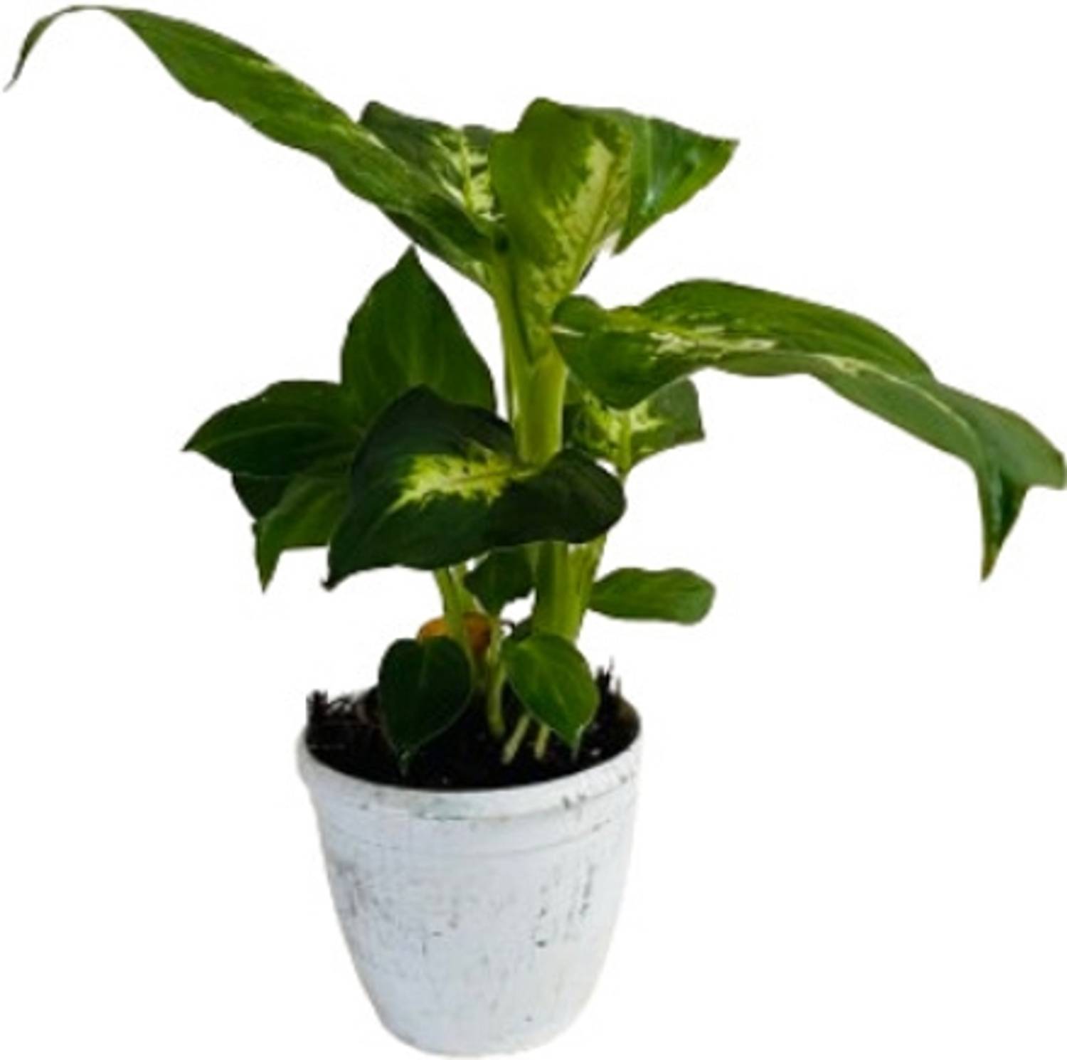 large indoor cactus plants Large Peruvian Cactus