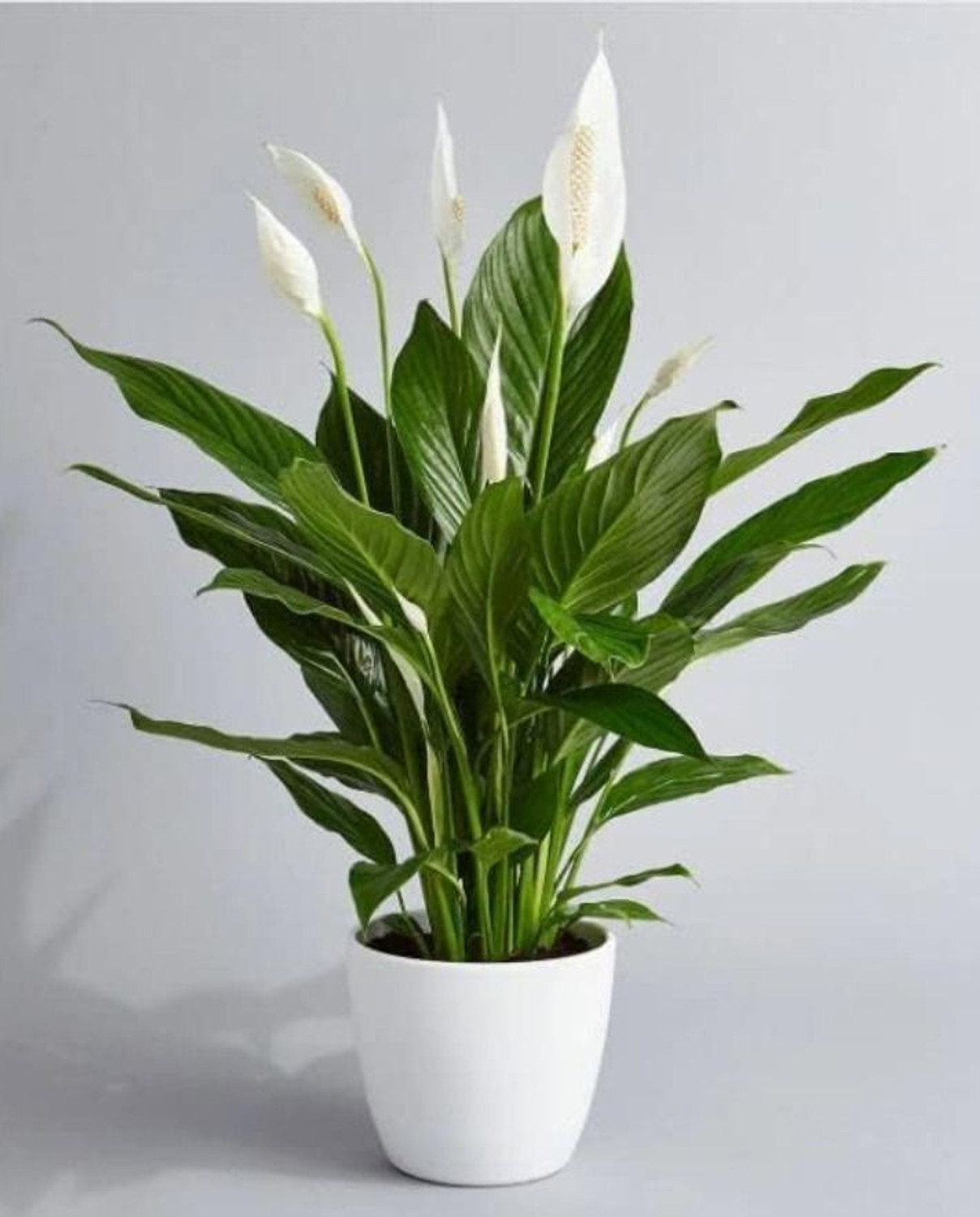 Image of Boltu Peace Lily Plant