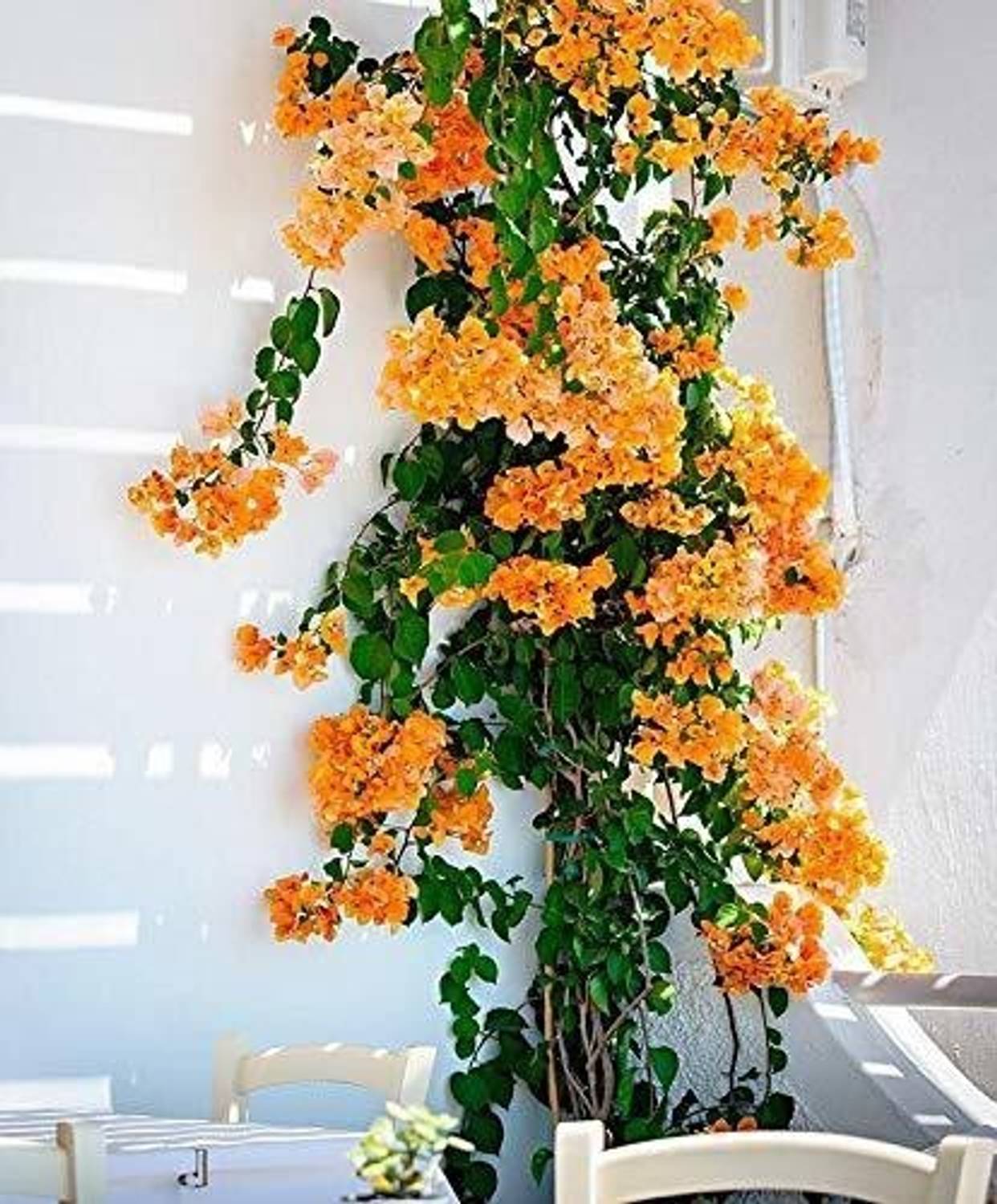 ArchanasGarden Bougainvillea Plant sapling