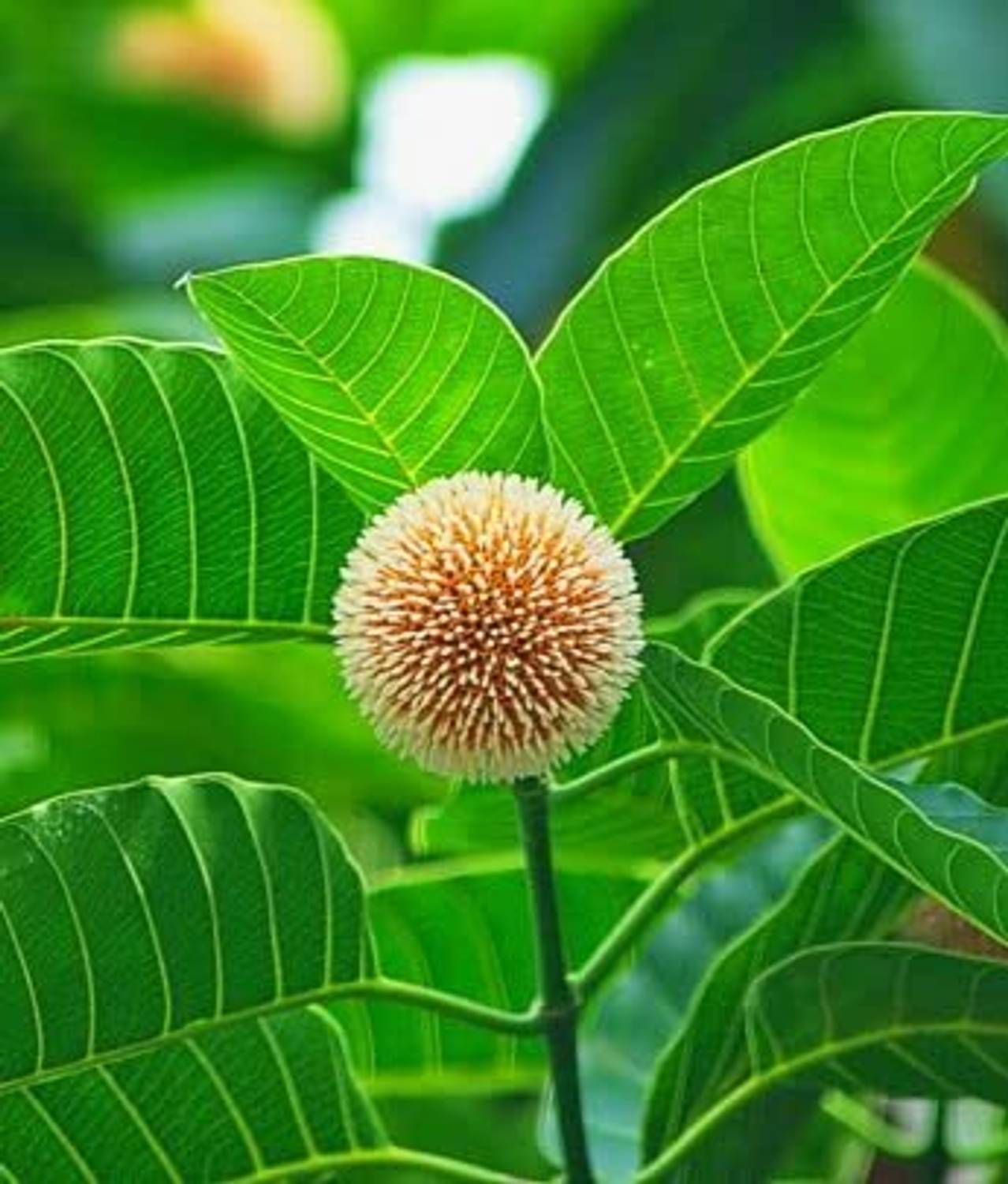 ABEFARIYA Kadam Plant  sapling