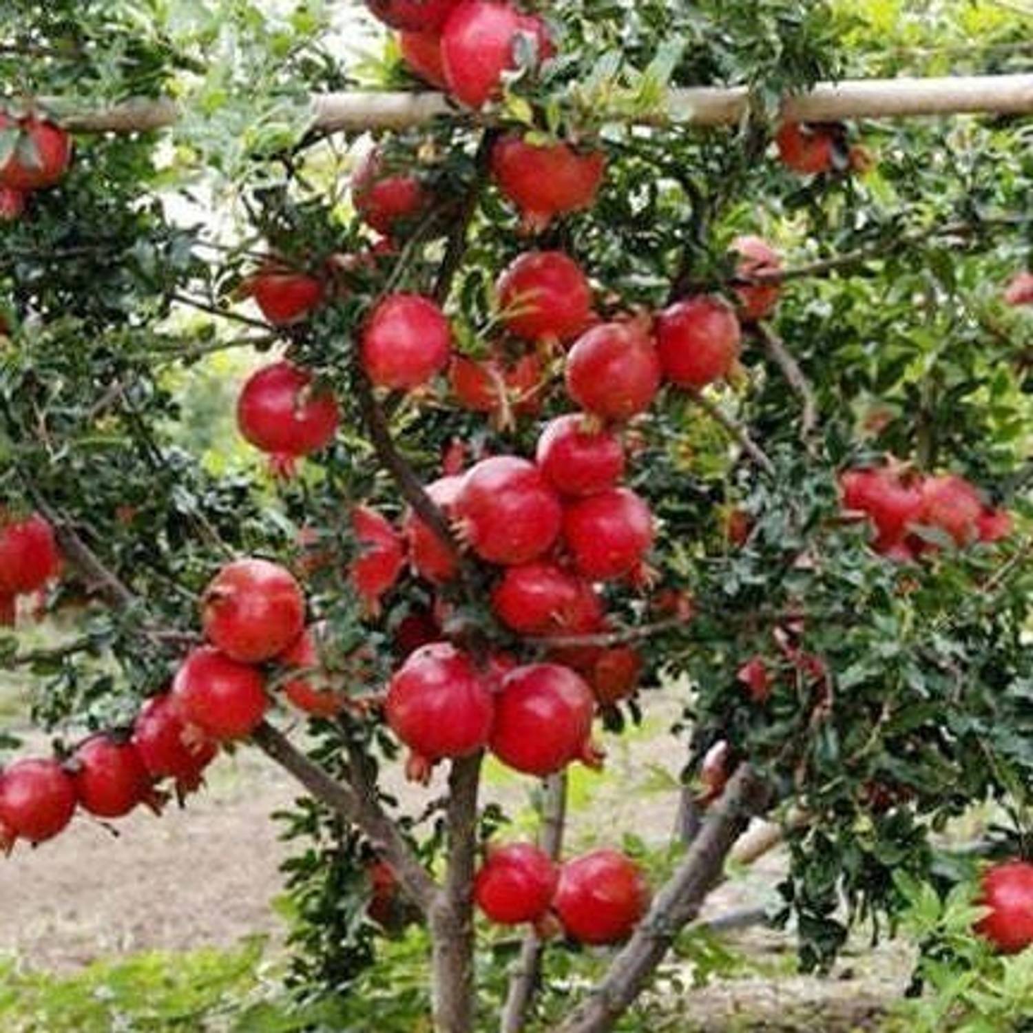 Ariya Pomegranate Plant sapling