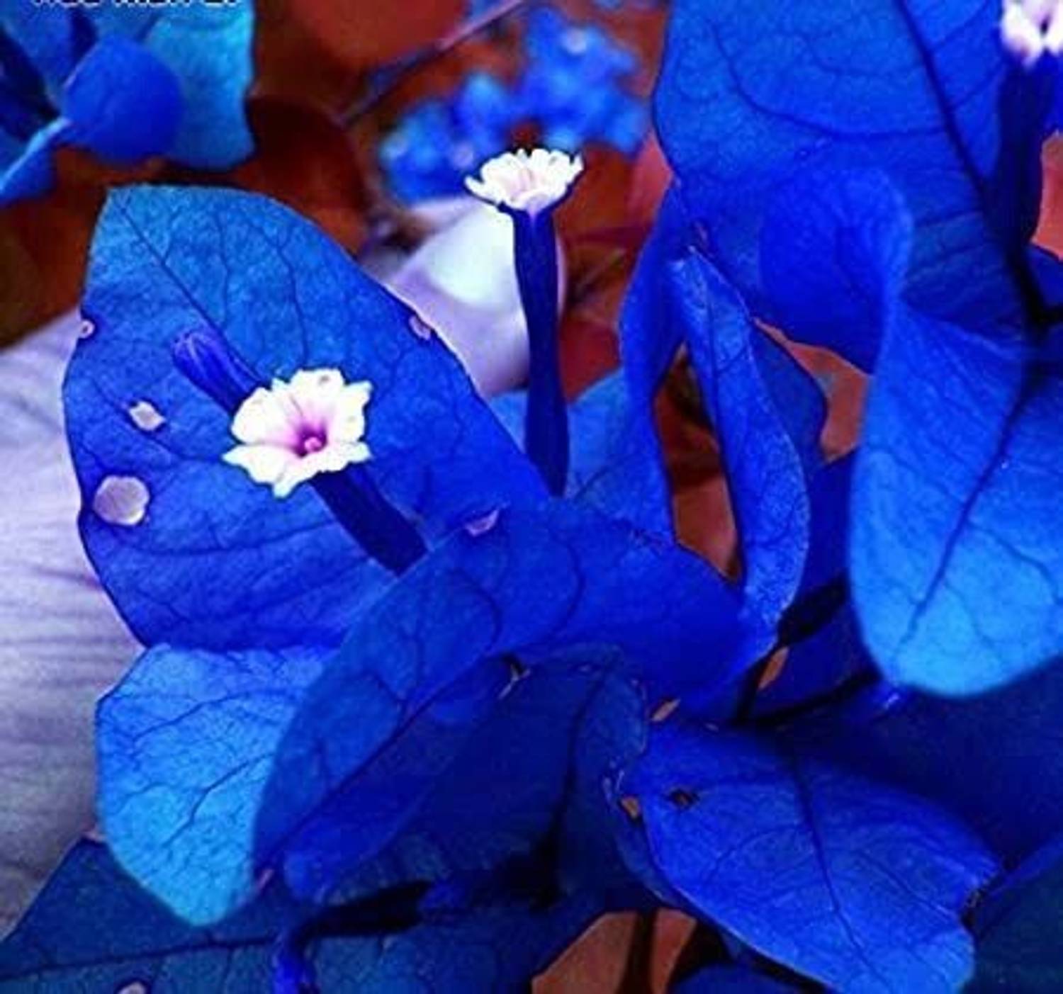 Bougainvillea Baugainvillea Plant sapling