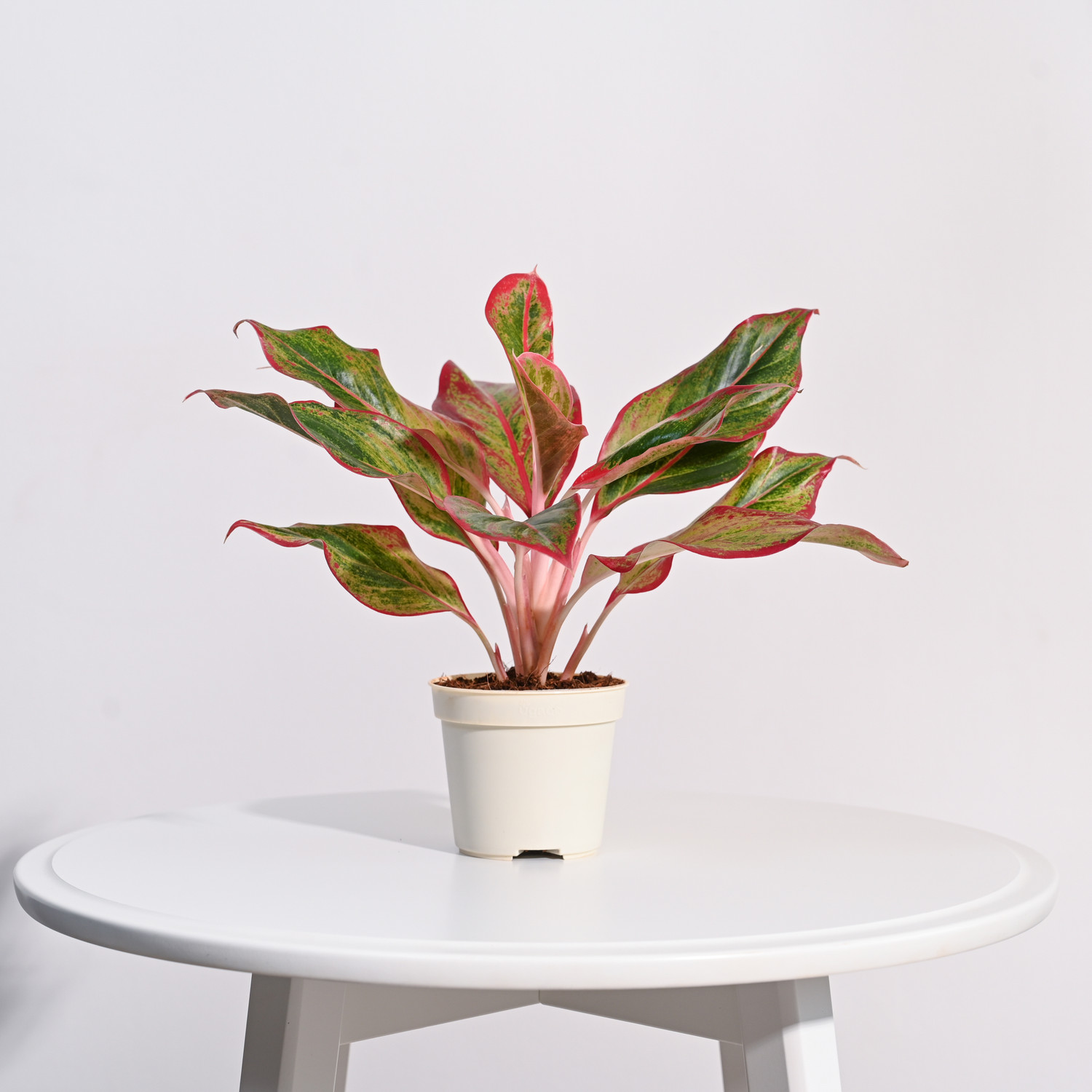 Image of UGAOO Aglaonema Plant