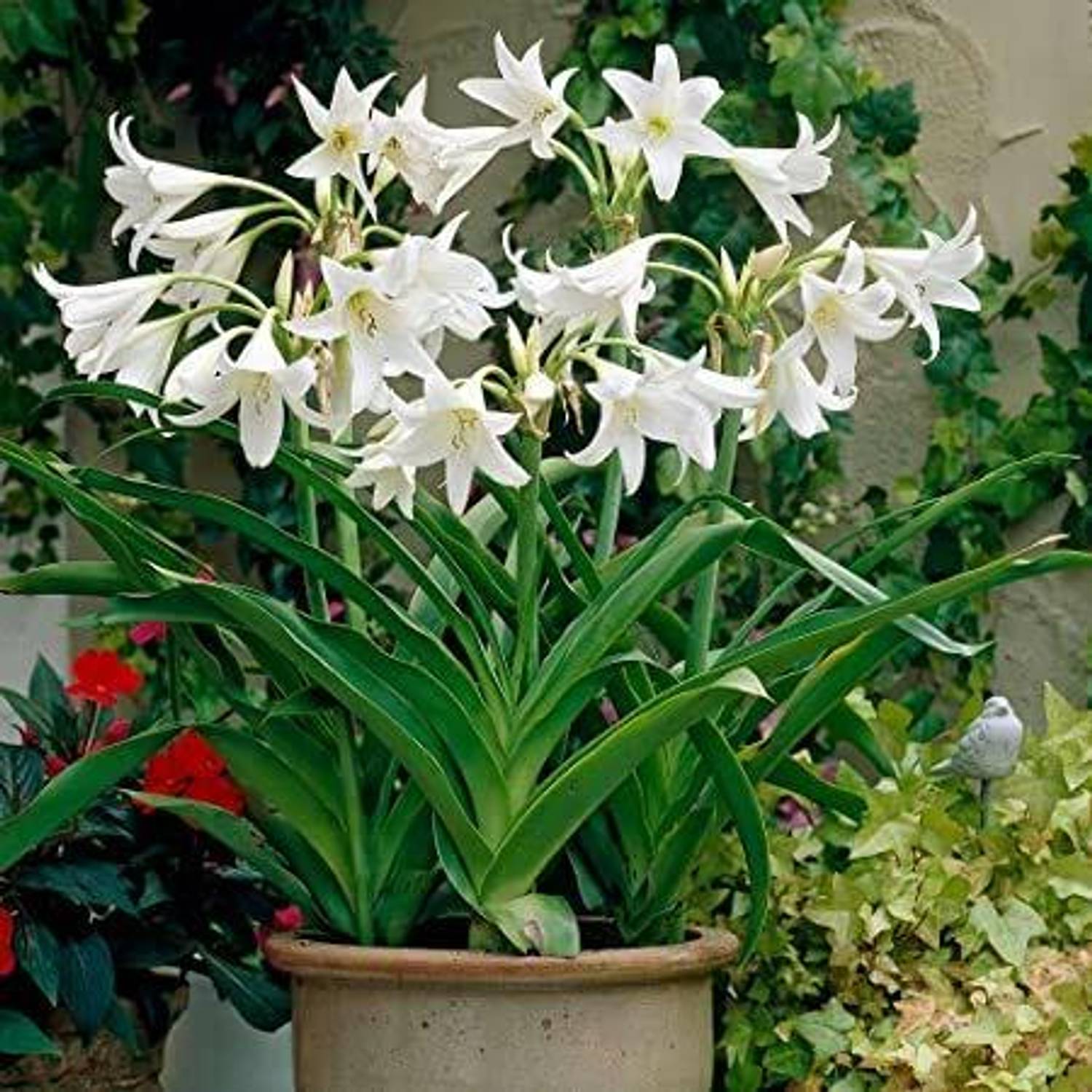 Lilyページ yes-annual-yes-lily-plant-1-