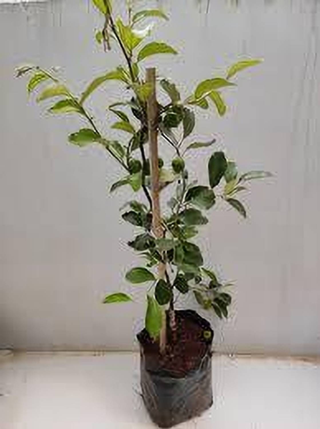 ABEFARIYA Ber Apple Plant sapling