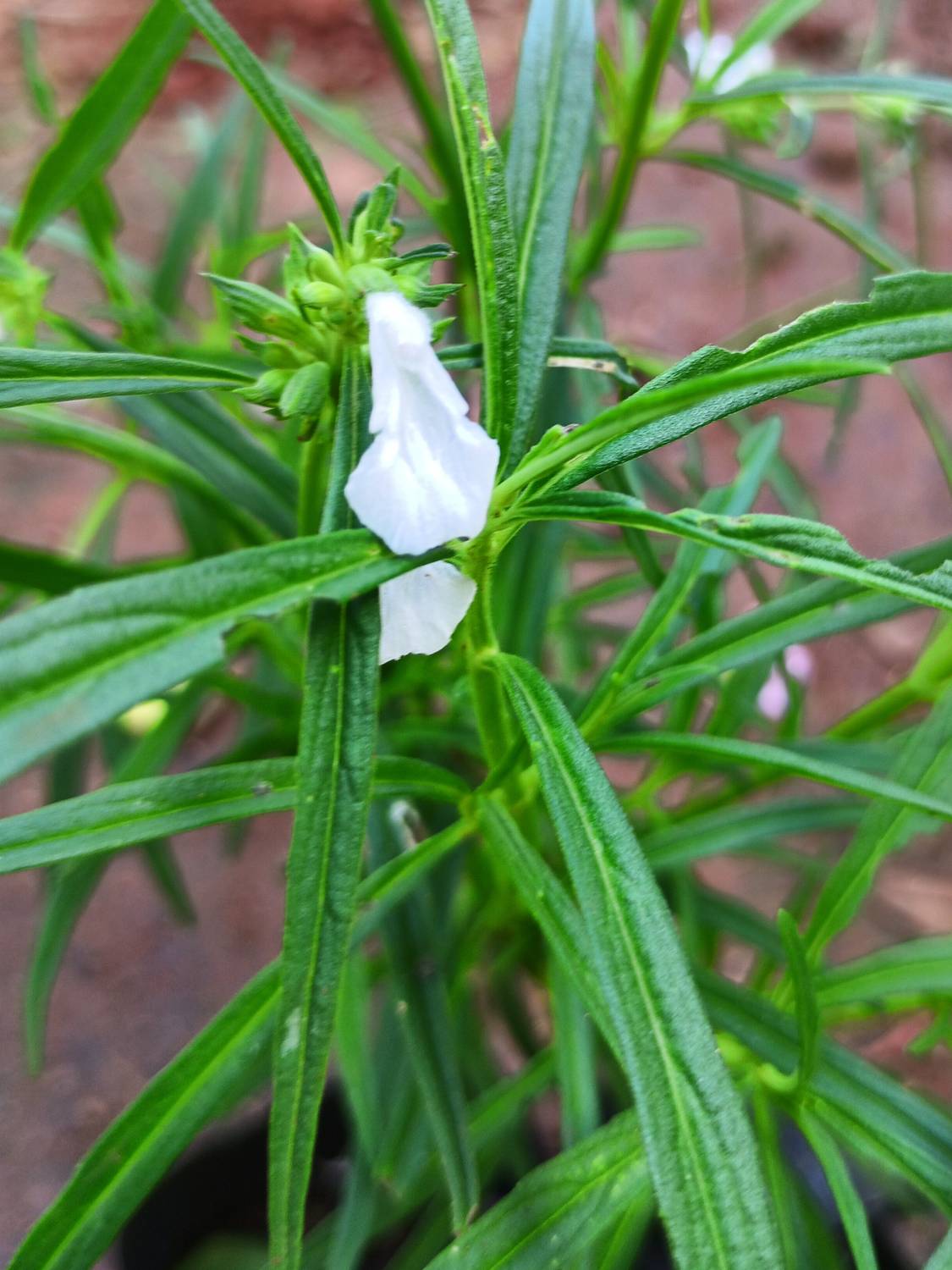 Anurajplants Common Leucas Plant, Head Leucas Plant  sapling