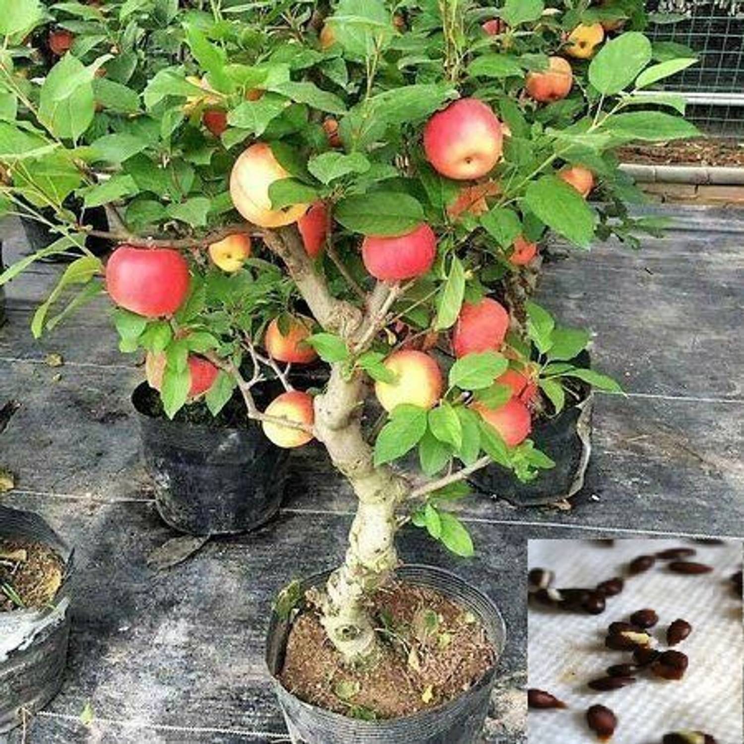 Adrita Apple Plant  sapling