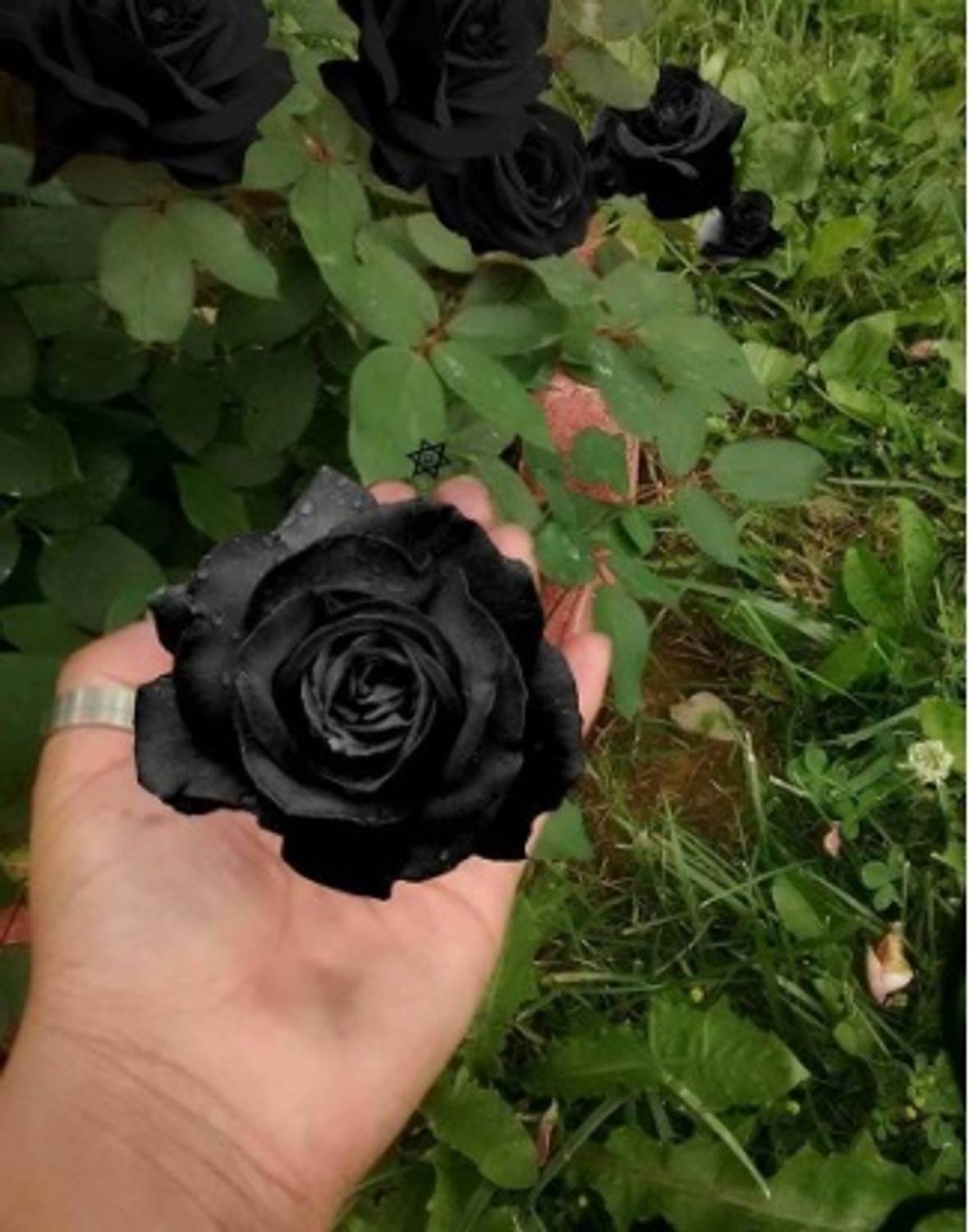 ALOCHUZ Rose Plant sapling