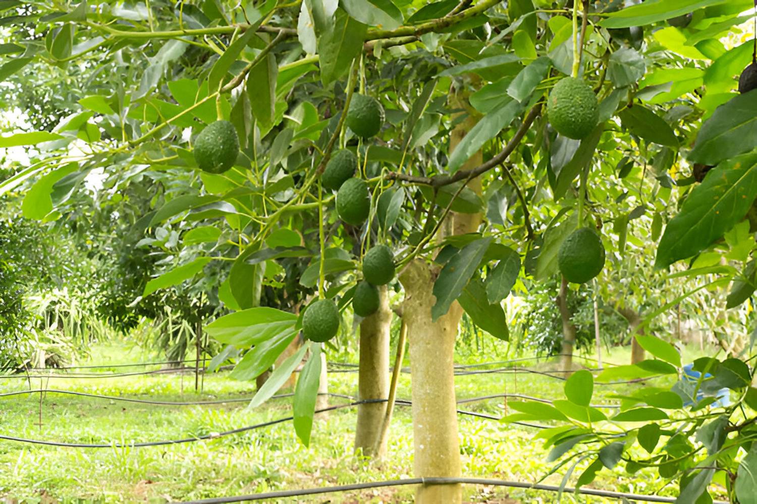 ABEFARIYA Avocado Plant  sapling