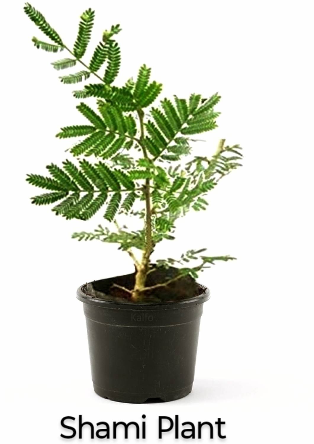 BerryBreeze Shami/Jand Plant sapling