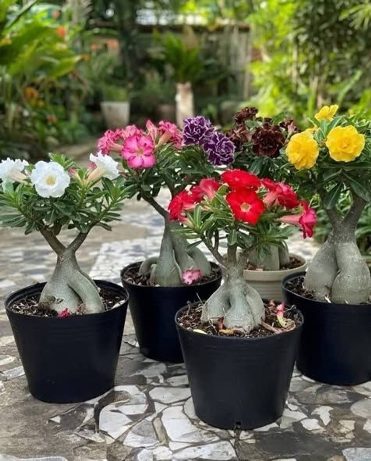 AMBRUZZ Adenium Plant  sapling