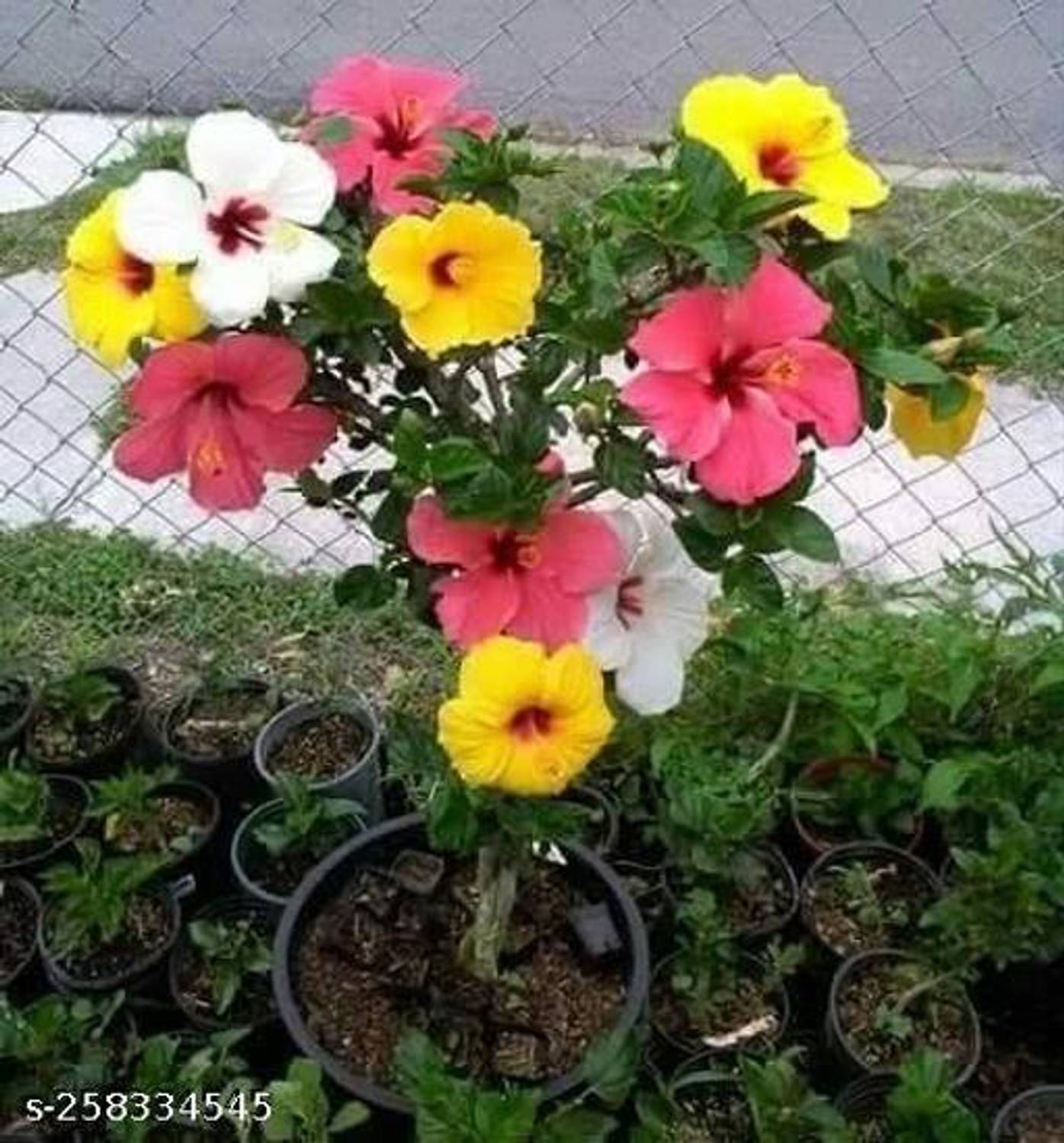 AquinnahGaden Hibiscus Plant  sapling
