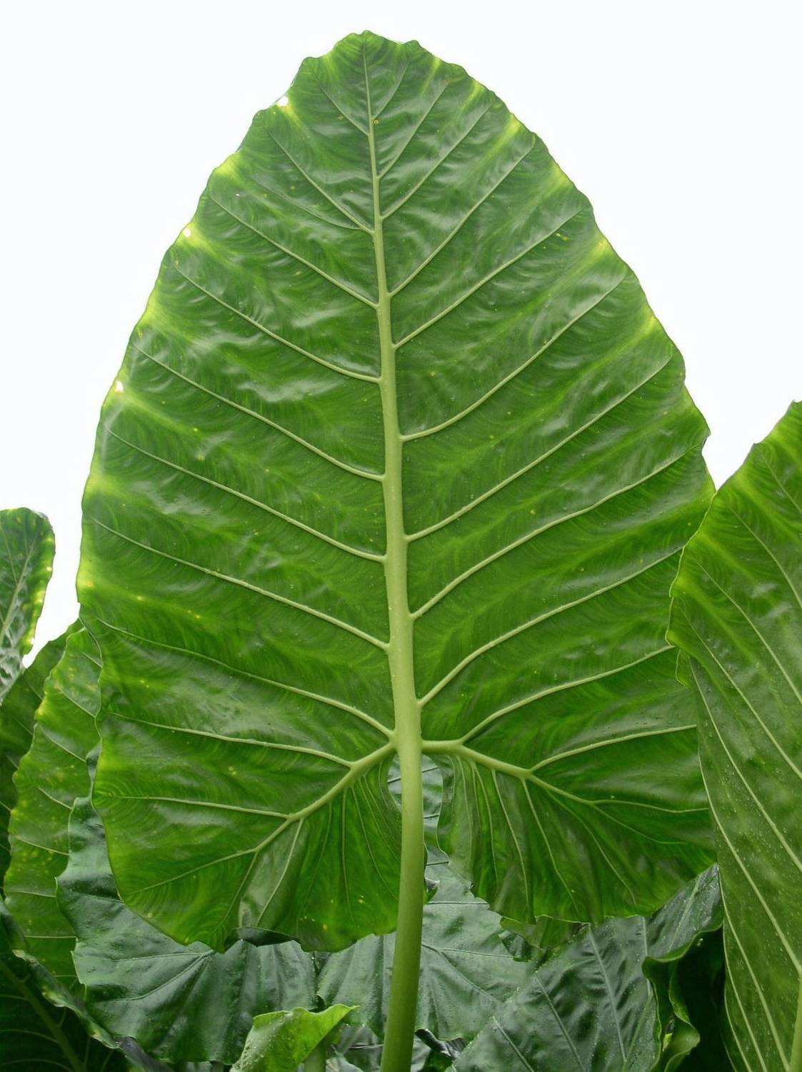 ANUSHKA GREEN BLISS Alocasia Plant sapling