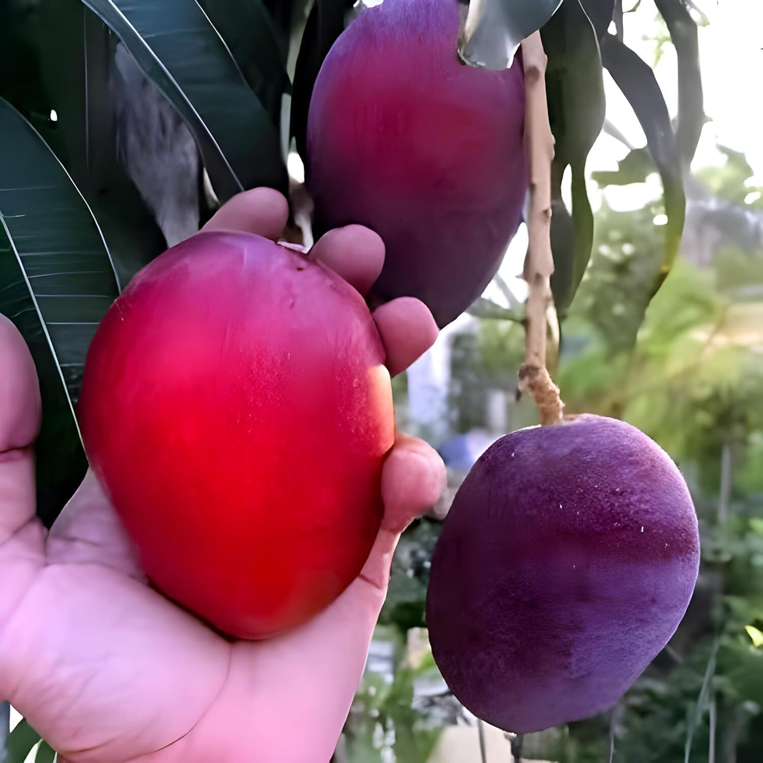 Image of PAJUSDYASI Miyazaki Mango plant sapling