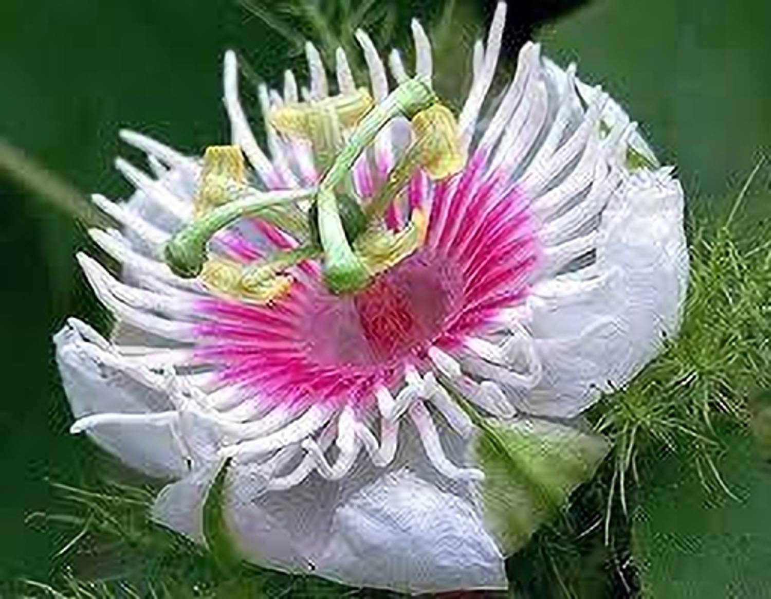 AICHPLANTSEED Passion Plant sapling