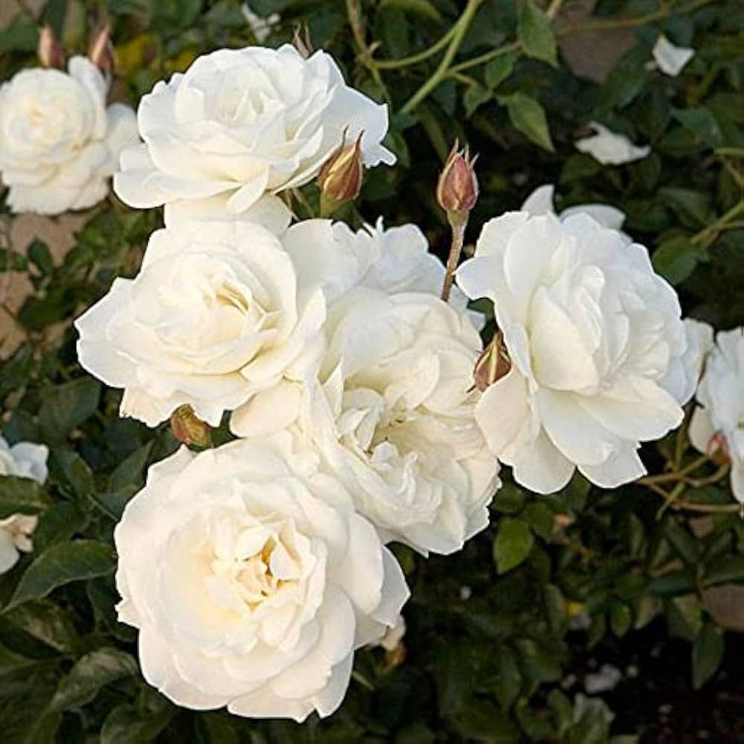 MONDAL Rose Plant Pack of 1 - Image 1