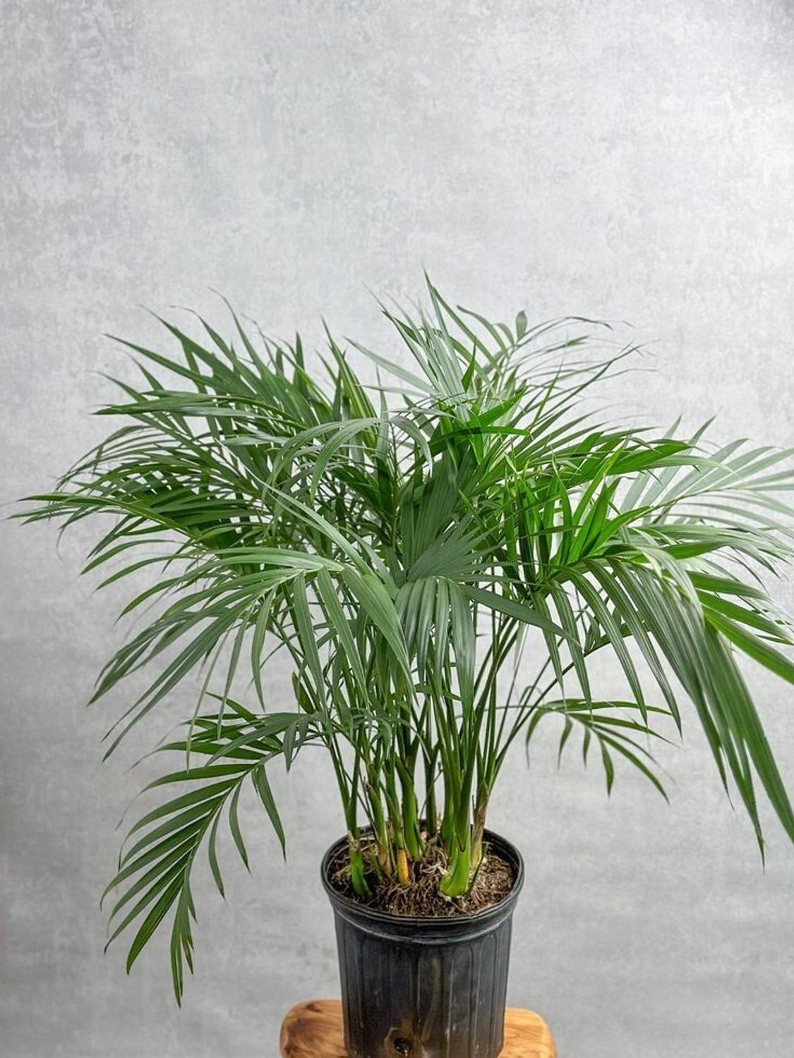 AMBRUZZ Areca Plam  sapling