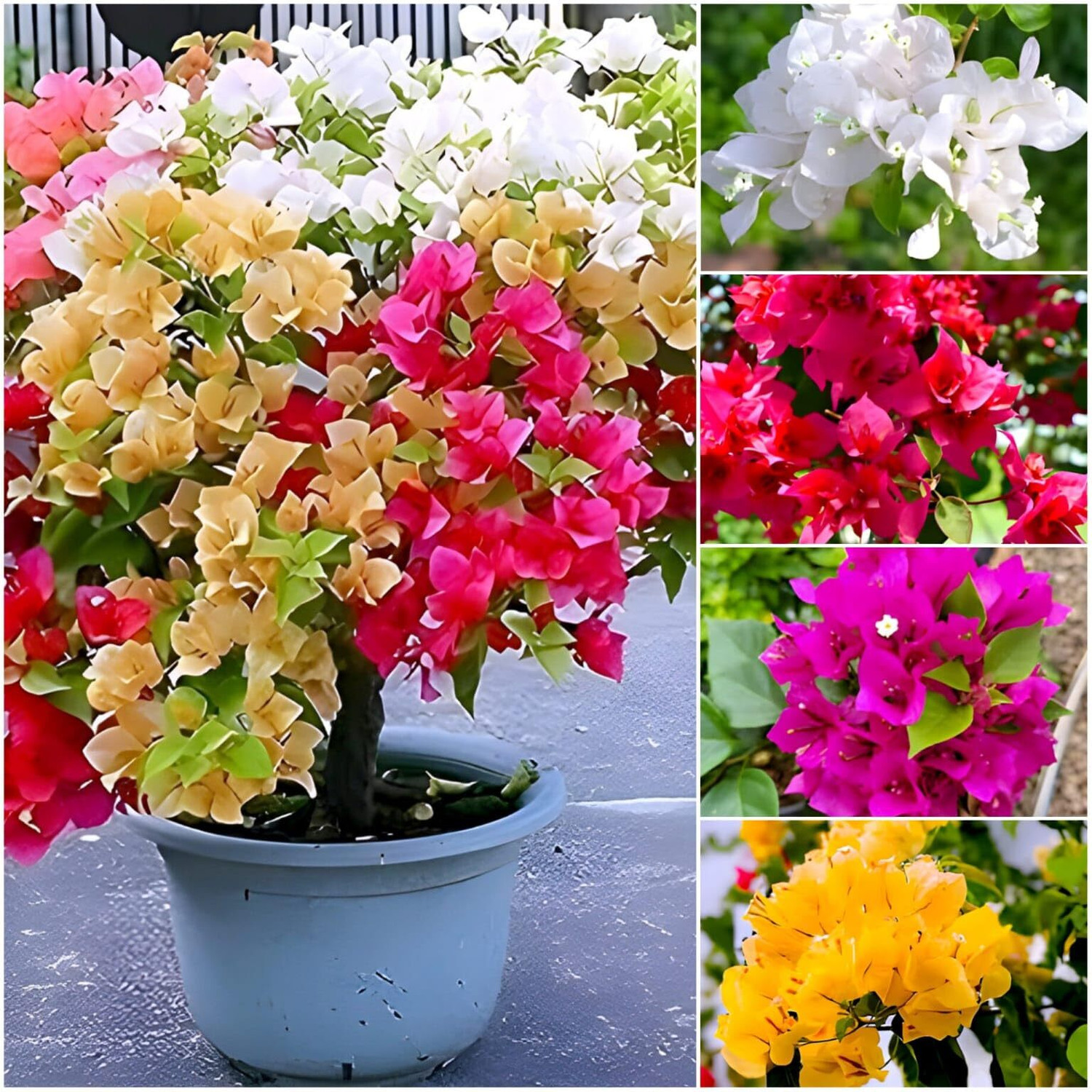 Image of PAJUSDYASI Bougainvillea Plant sapling