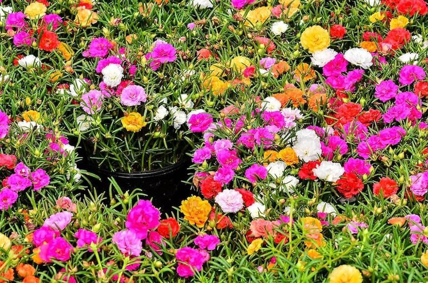 ABEFARIYA Portulaca Plant  sapling