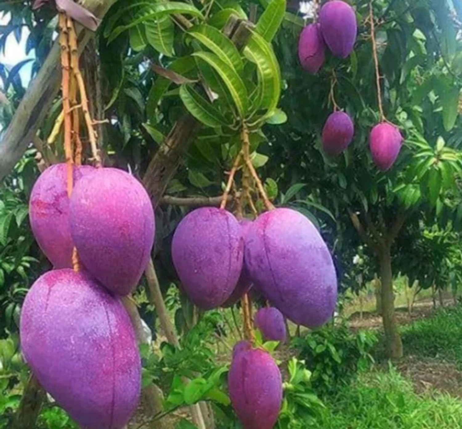 Image of Miyazaki Mango Plant sapling