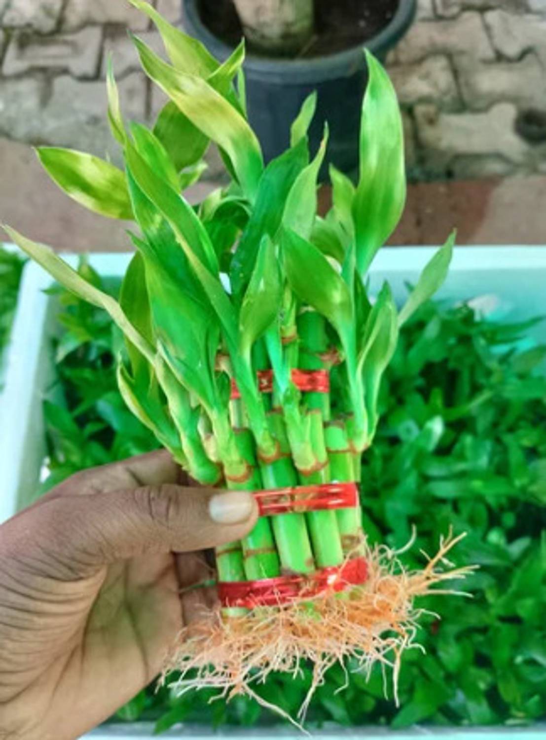Biswas Bloom Lucky Bamboo Plant, Water Bamboo Plant  sapling
