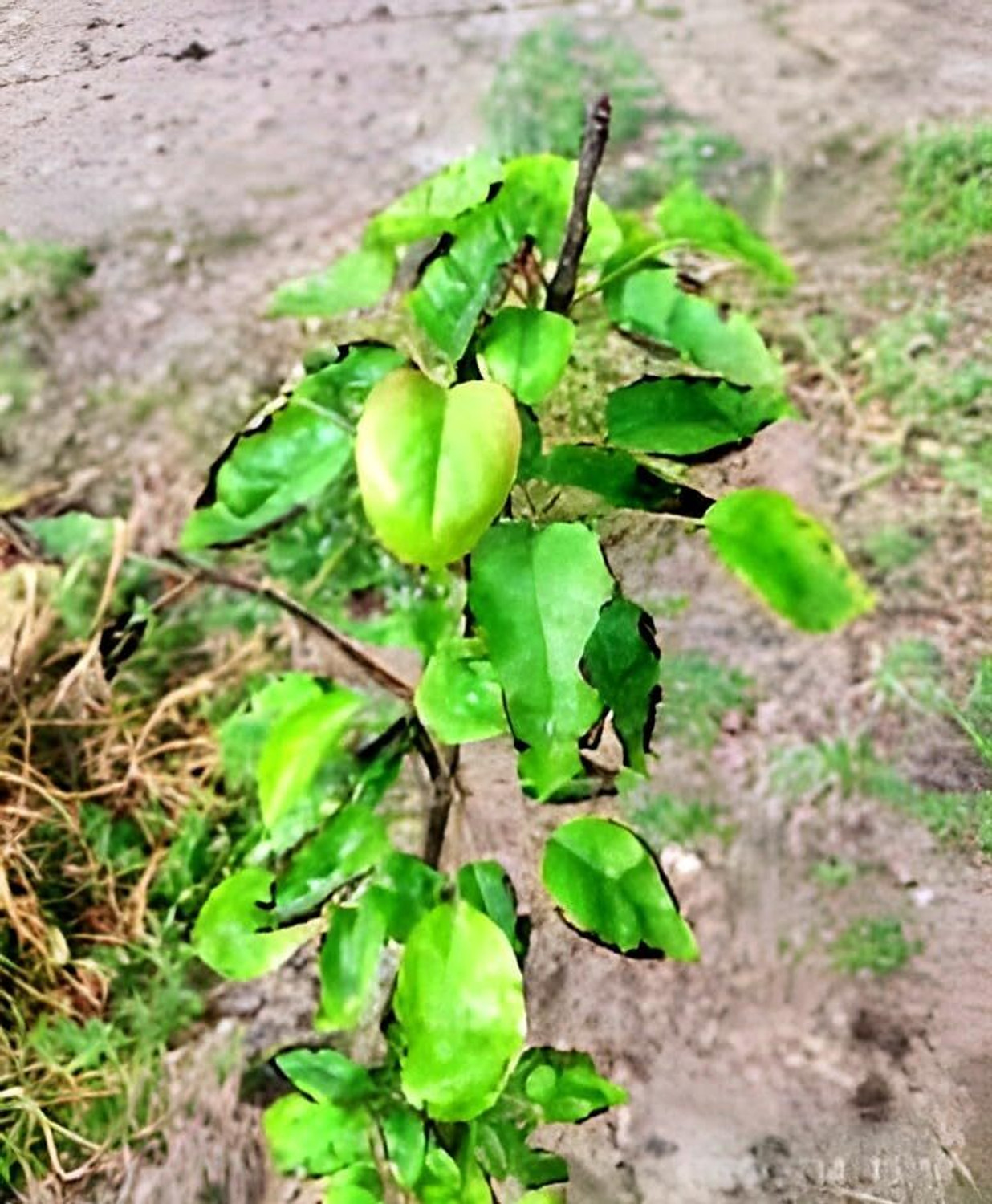Image of PAJUSDYASI Pear Plant sapling