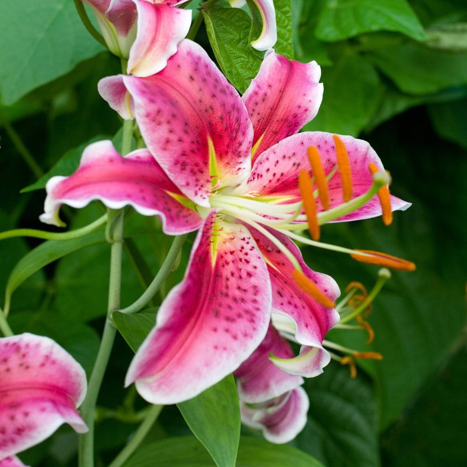 DIVINE ®VG-India Pink Tiger Lily Flower Bloom 20+ Seeds Pack-LL
