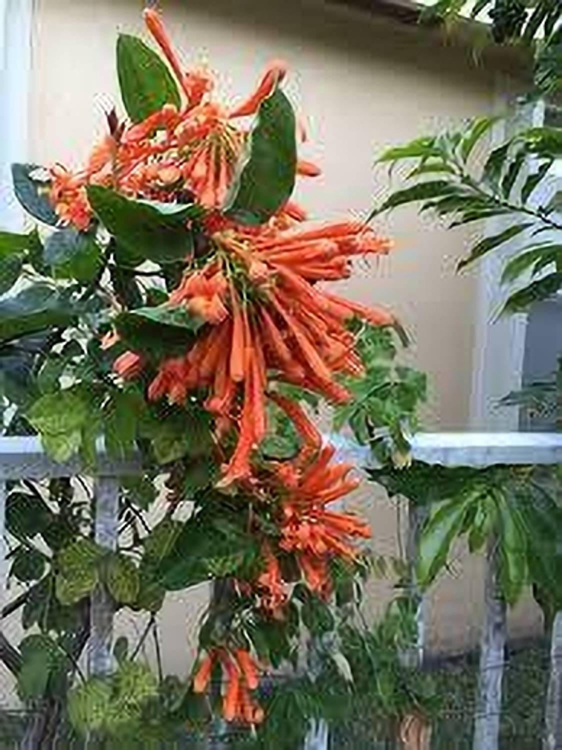 ALOCHUZ Begonia Vanusta Plant sapling