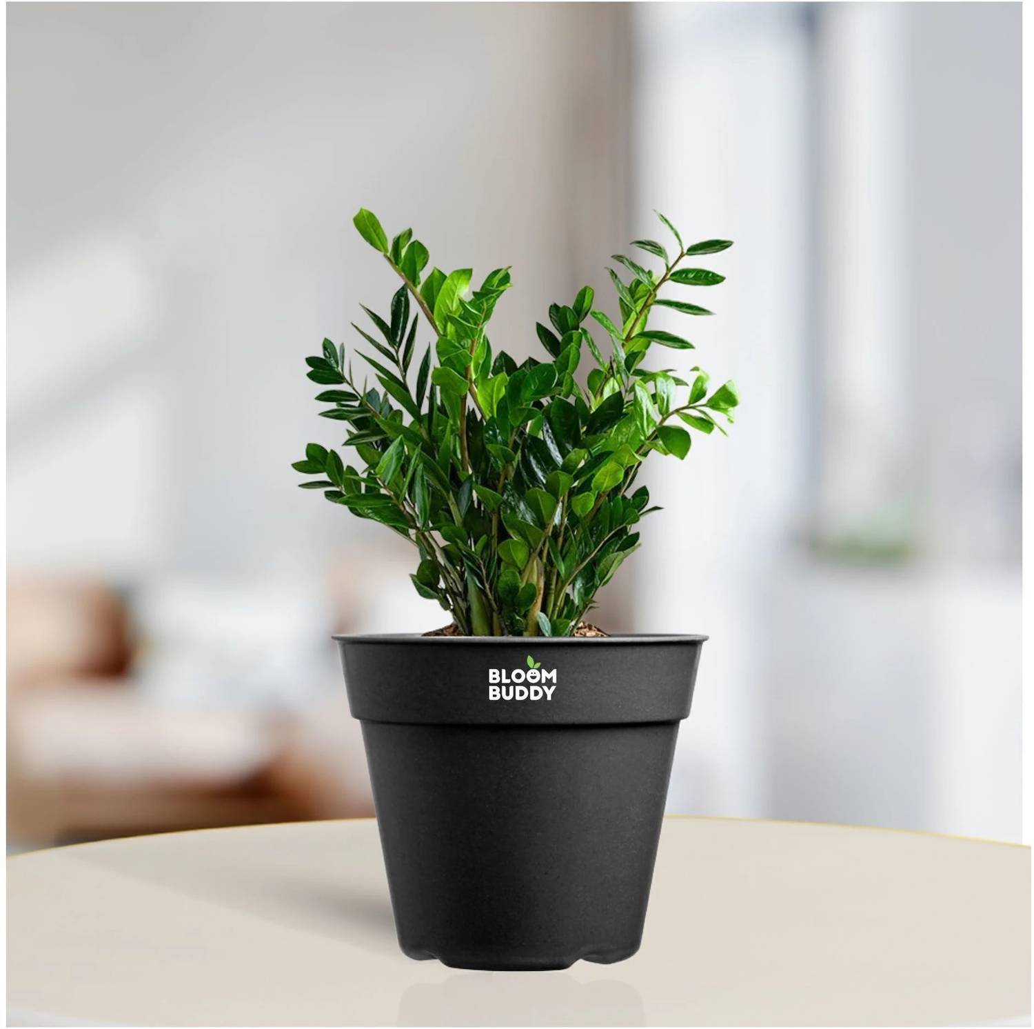 Bloom Buddy ZZ Plant Price in India - Buy Bloom Buddy ZZ Plant