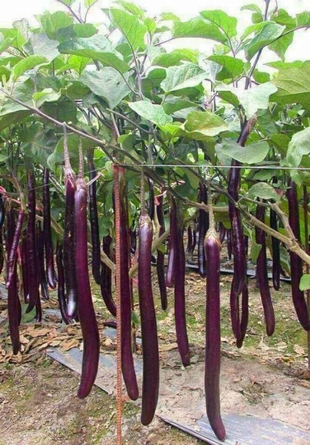 Aquinnah Brinjal sapling