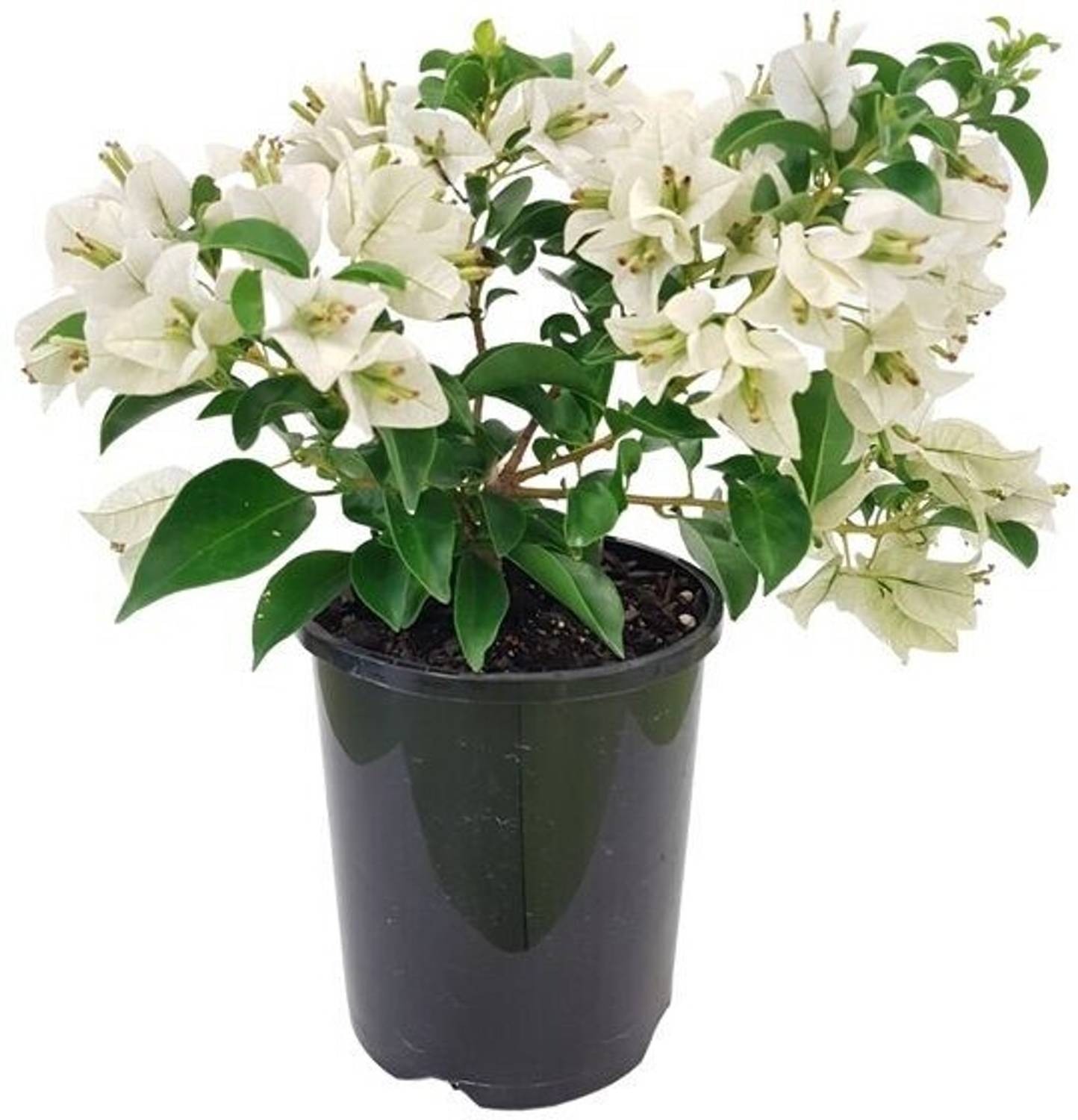 Bougainville Bougainvillea Plant sapling