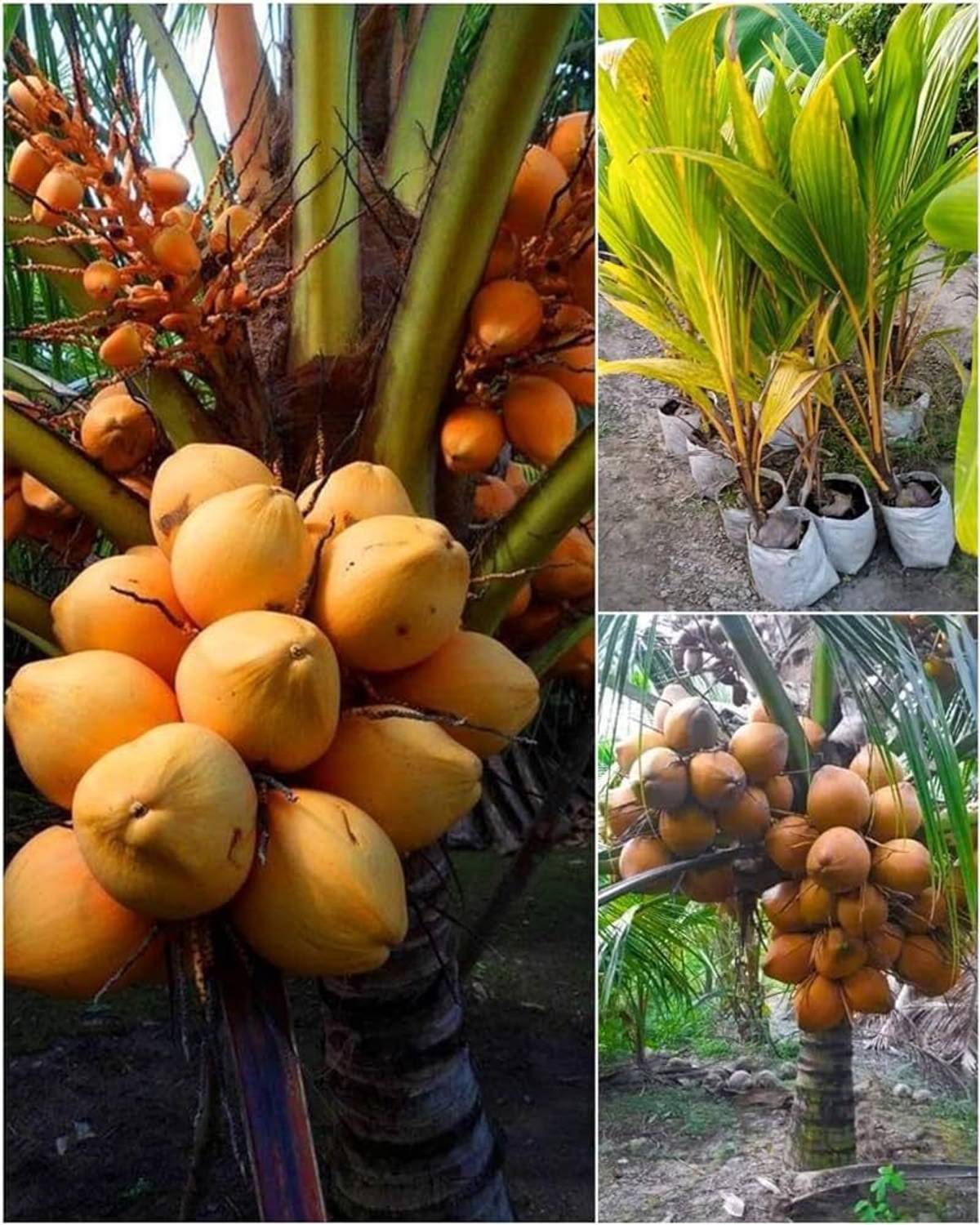 ABEFARIYA Coconut Plant  sapling