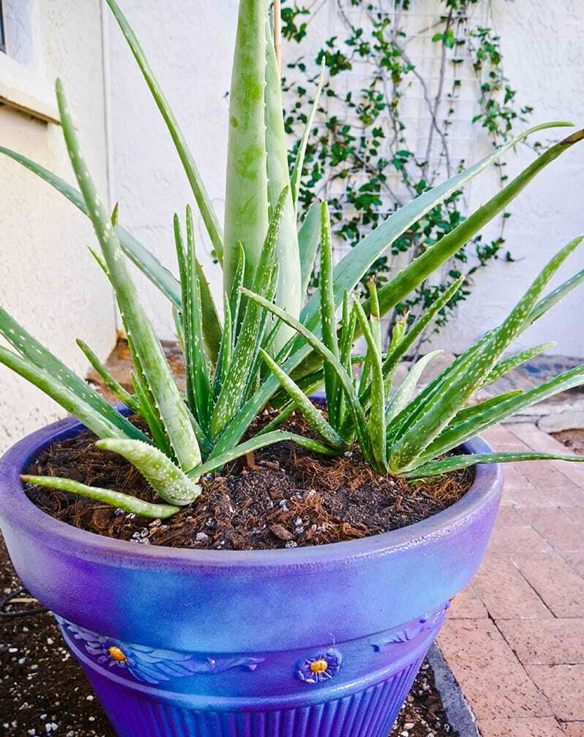 ndebnathnursery Aloe Vera Plant Price in India - Buy ndebnathnursery Aloe  Vera Plant online at Flipkart.com