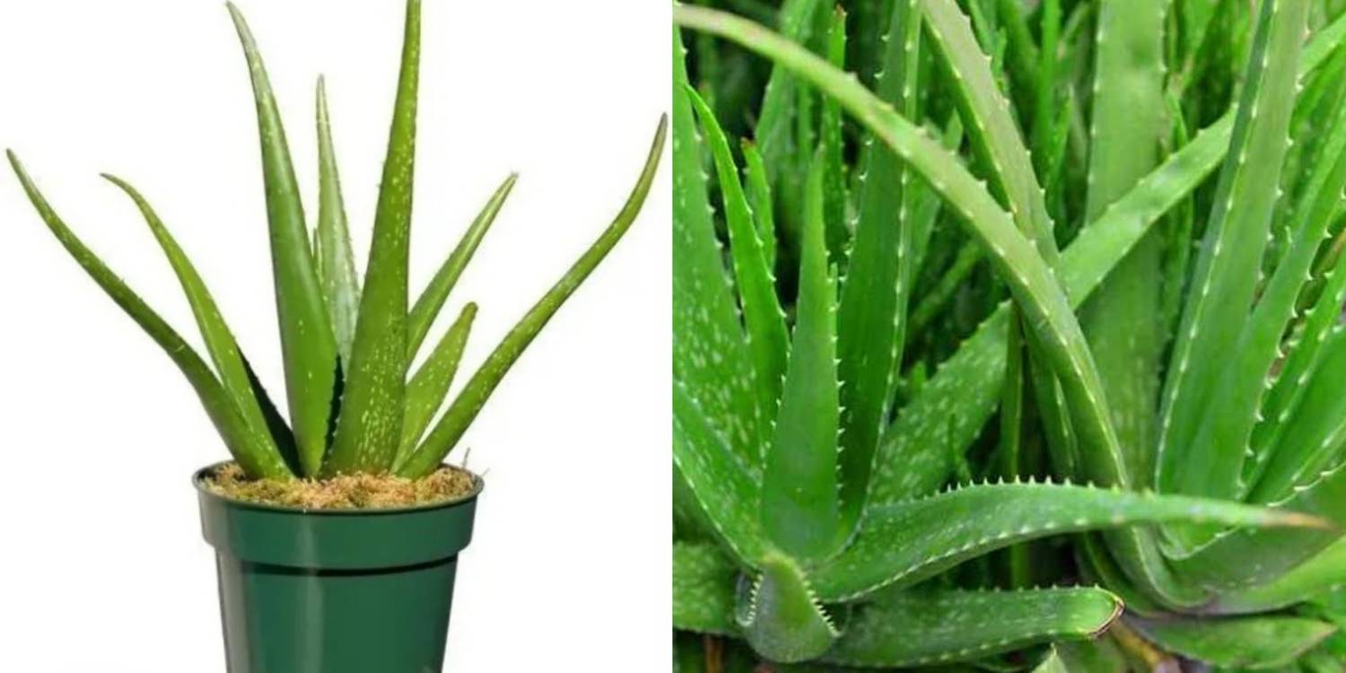 aloe vera trinkkur wirkung Nahrungsergänzungsmittel mit reinem Aloe Vera Trinkgel 500ml main image 1
